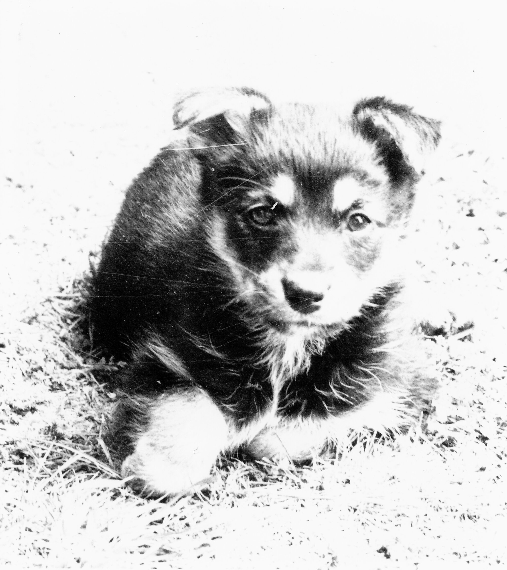 Animal Rescue Society; one of seven nine-week-old German Shepherd puppies offered by Mrs Yvonne Deane-Smith.