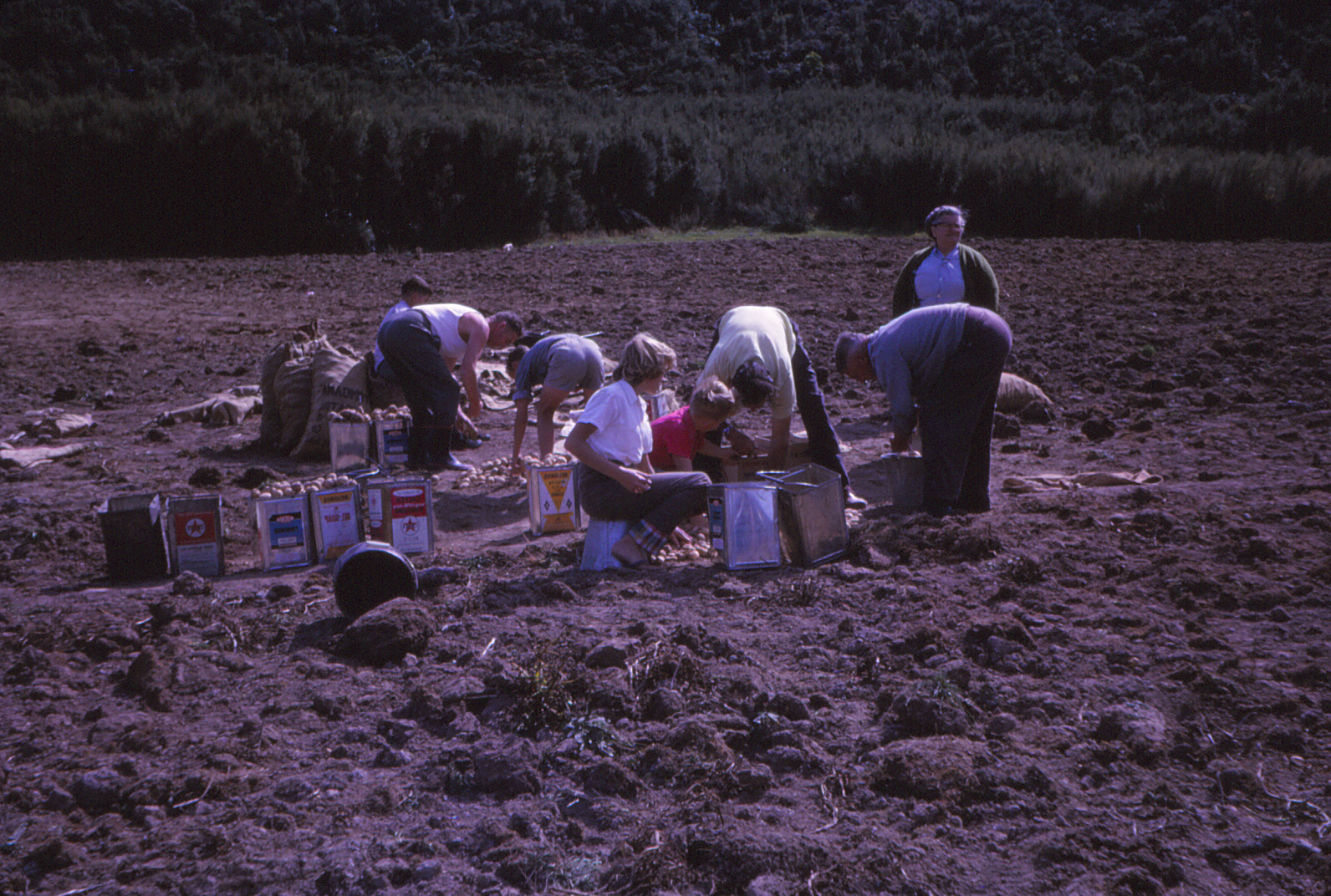 Upper Hutt College; Planting Potatoes; 1963