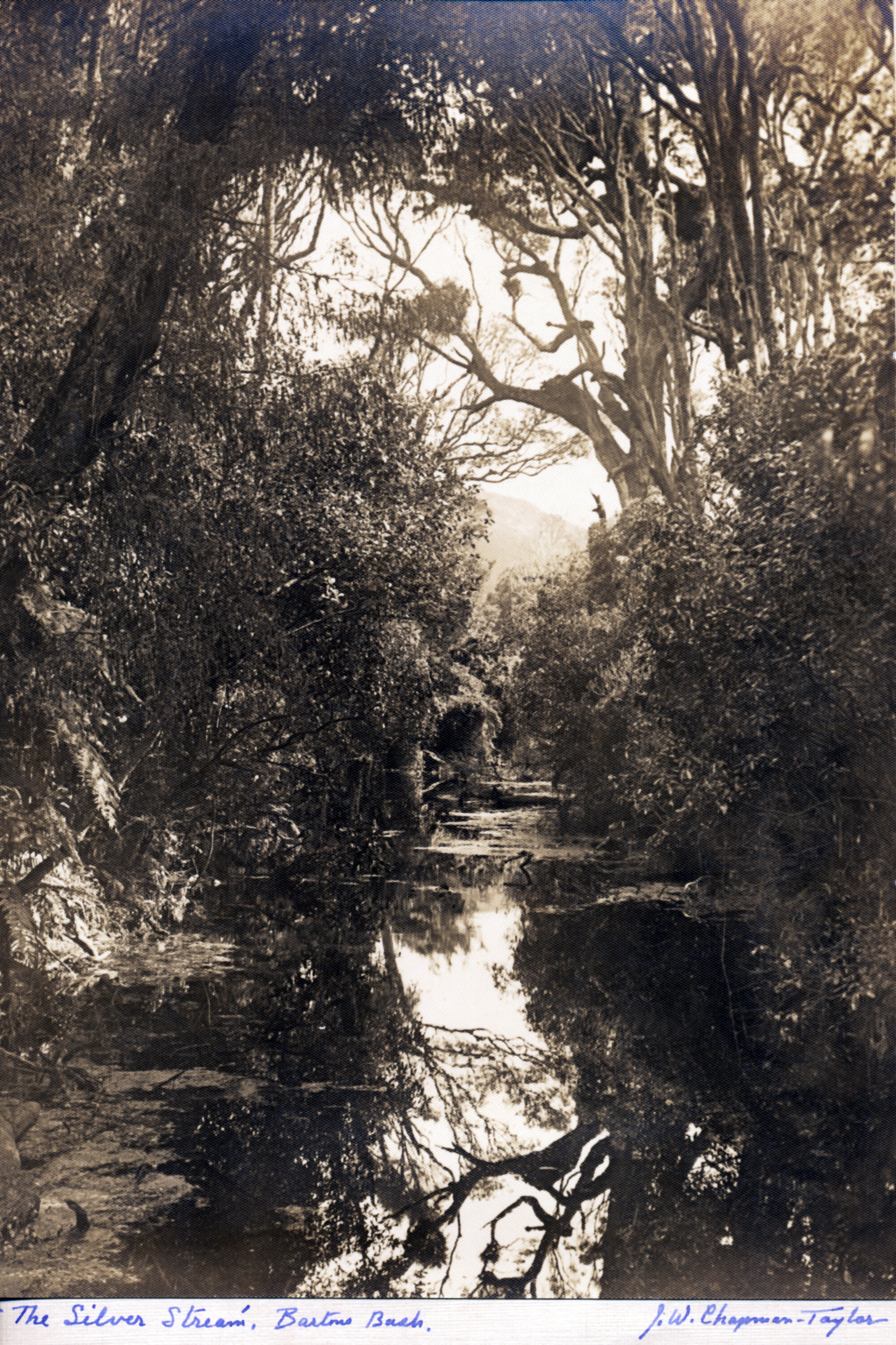 Mawaihakona Stream; 'The Silver Stream', Barton's Bush.