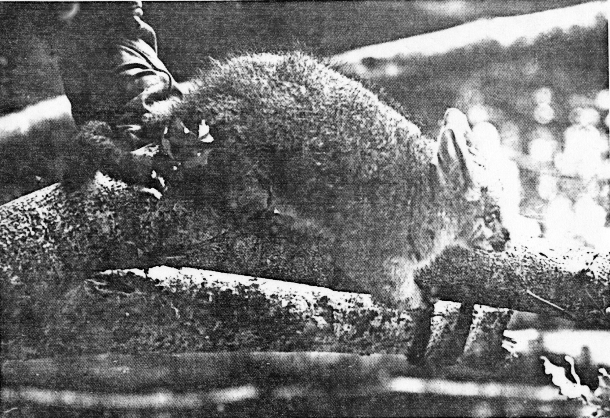 House, Chatsworth Road; No. 71, 'Woodhill'; a friendly possum.