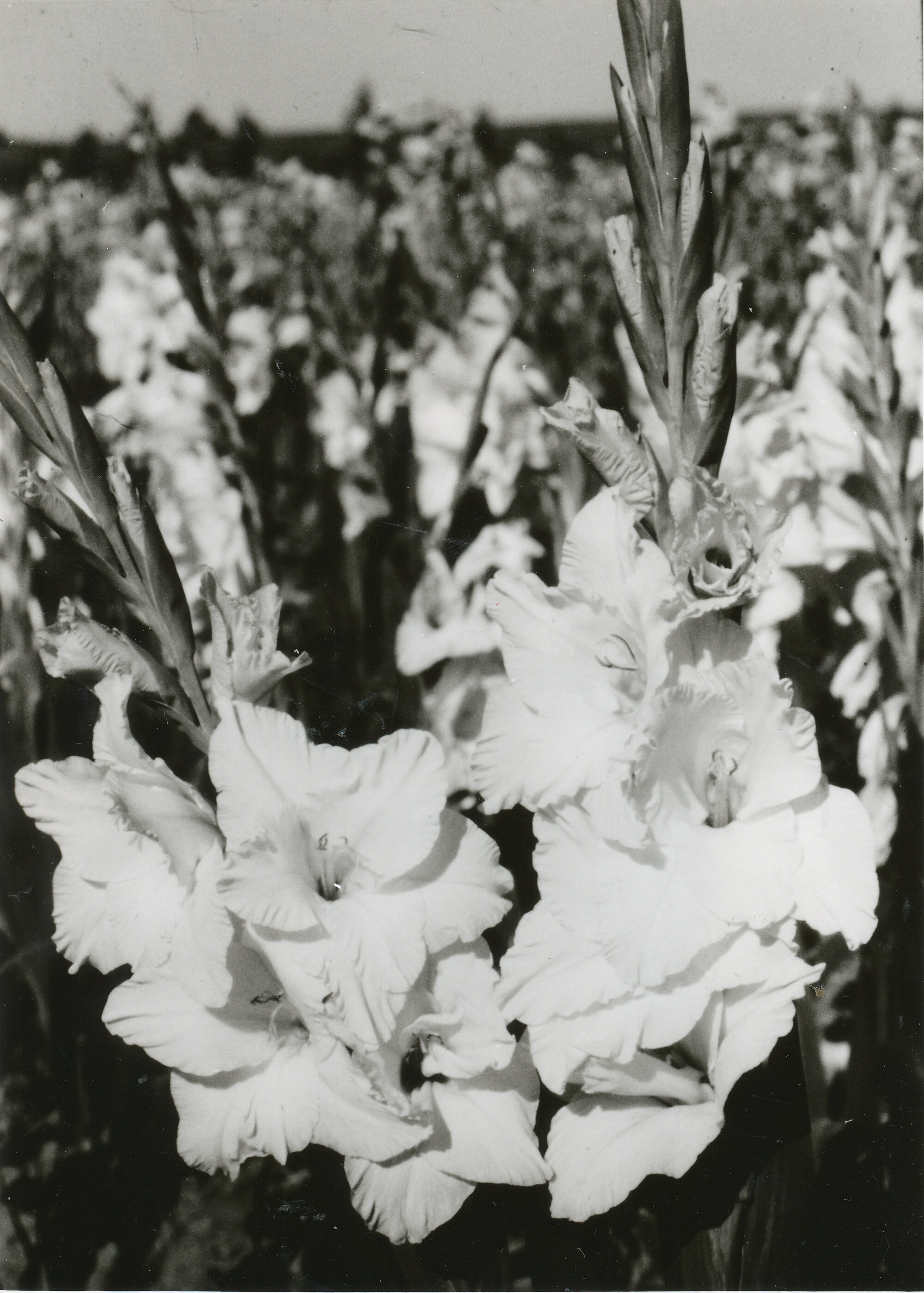 Gladioli; picture printed as part of a Floral Art Club feature.
