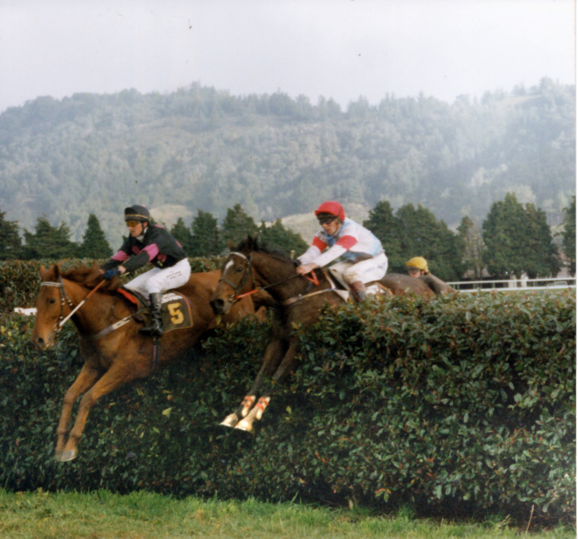 Racing; Wellington Steeplechase; Sir Avion, and Mi Senor (winner) right 
