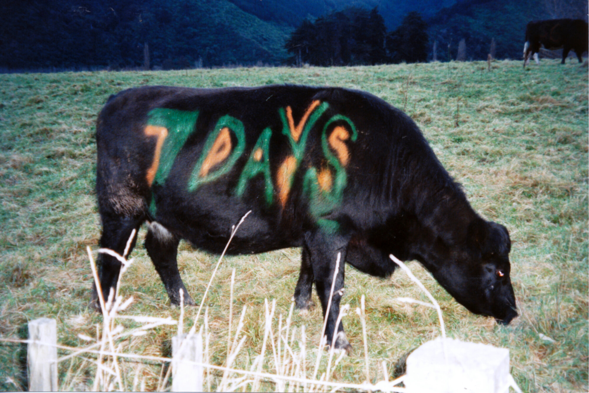 Golf; Silverstream PublicCourse; 'A moo-ving advertisement'.