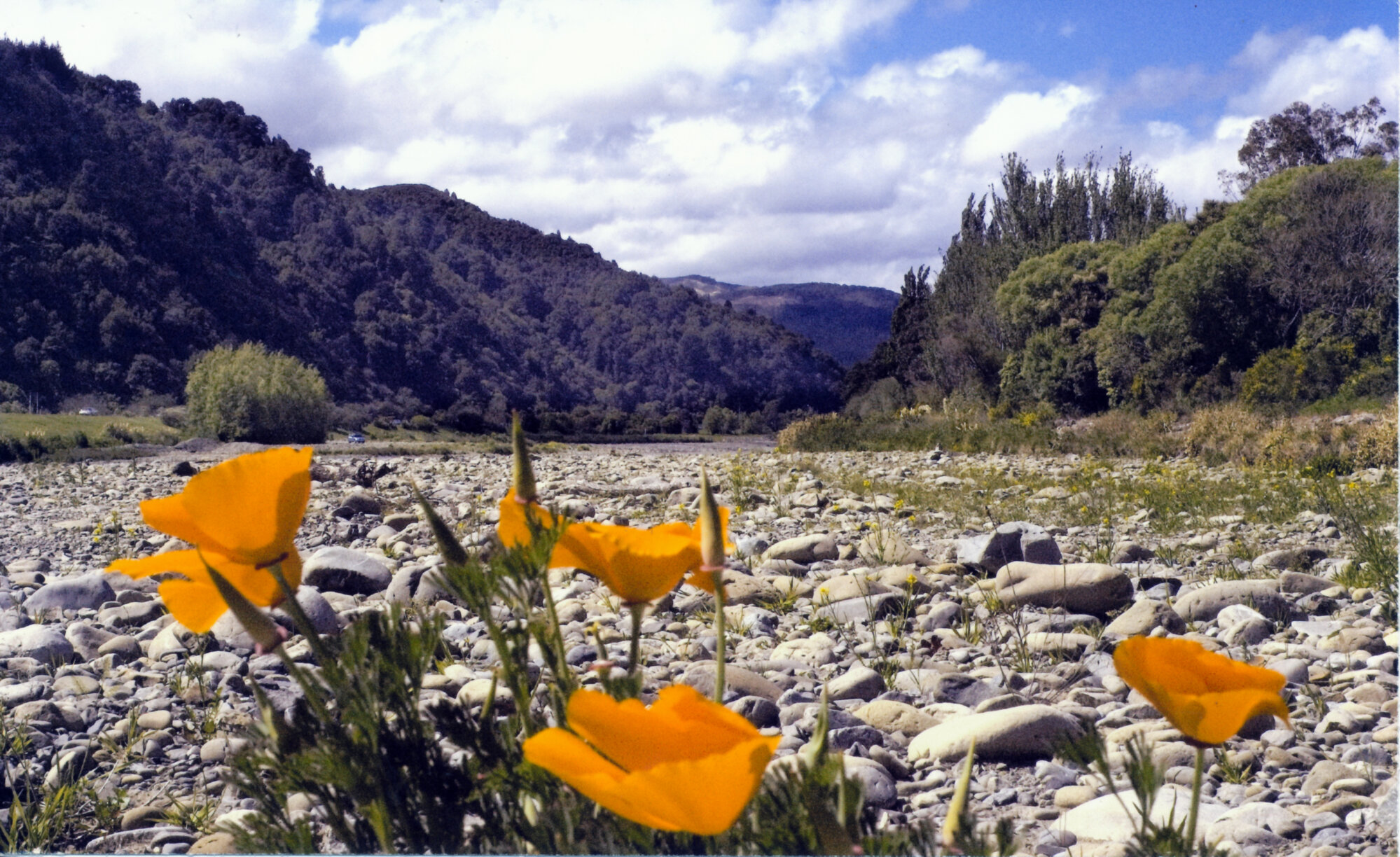 Flowers in Te Awa Kairangi / Hutt River bed, Heretaunga.