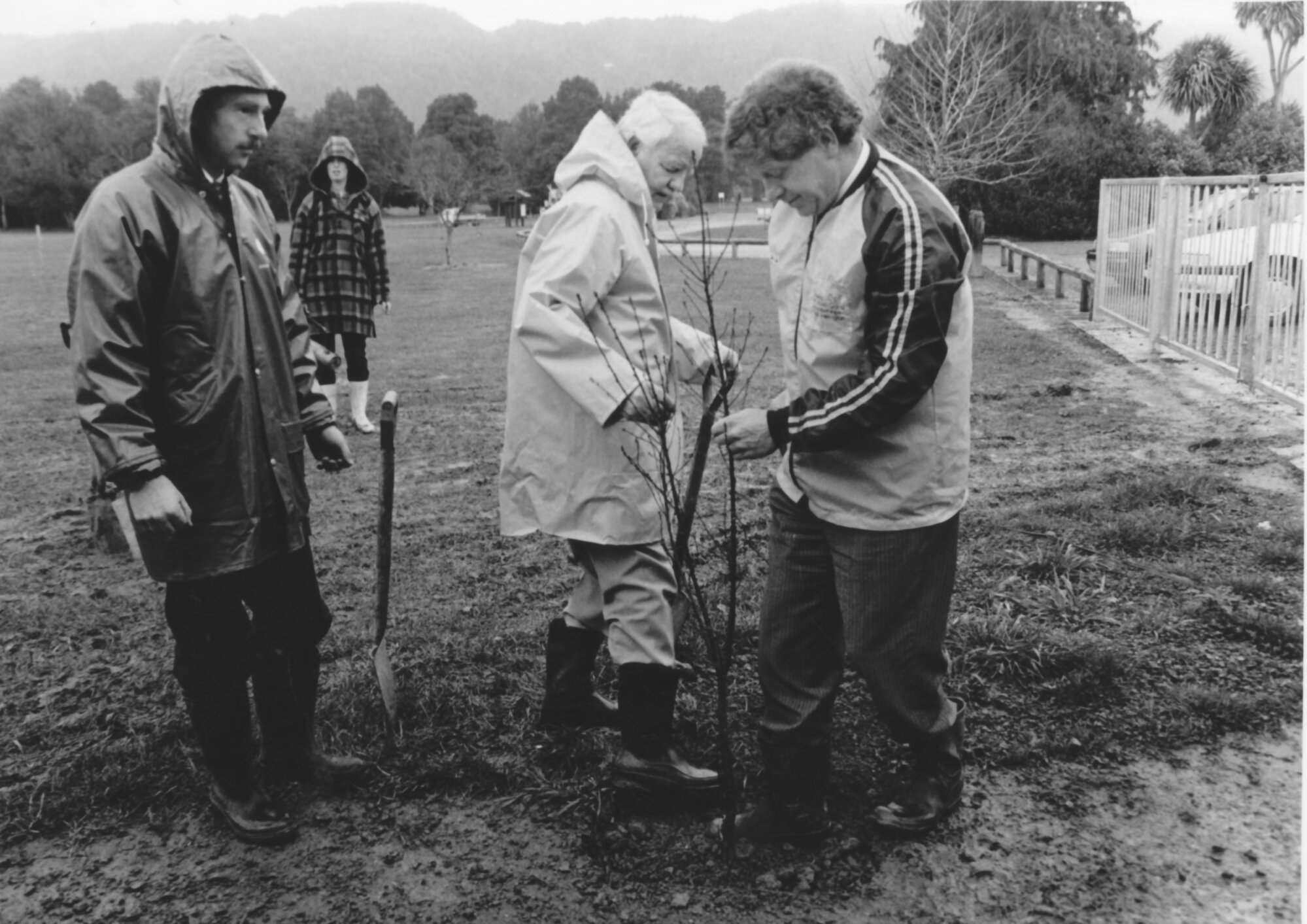 Trentham Memorial Park; column oak planted to commemorate the amalgamation of two councils.