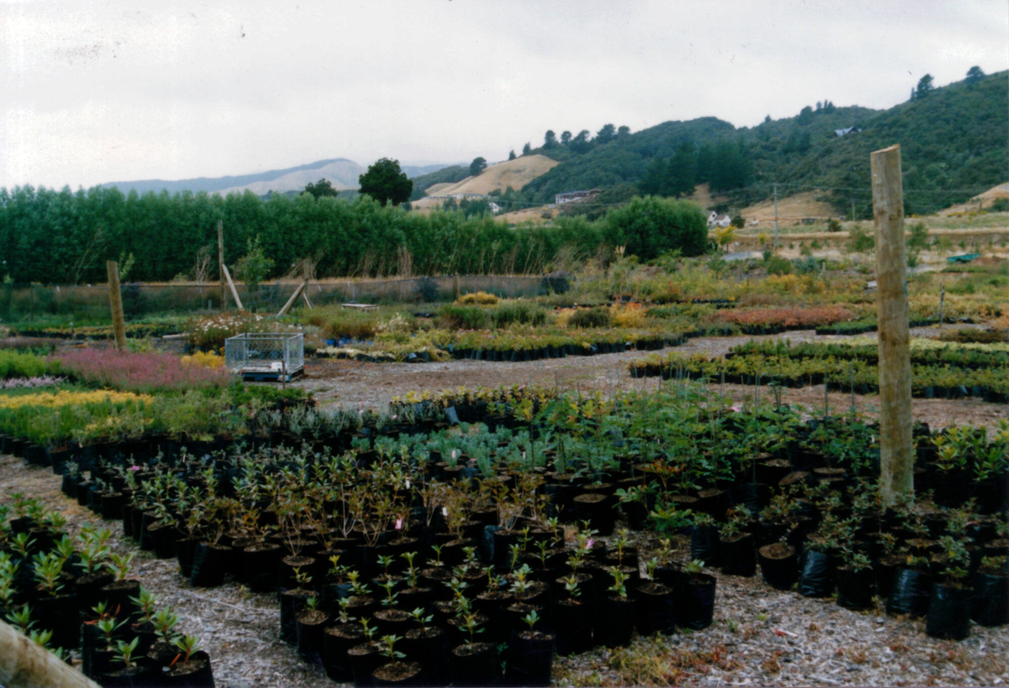 Wellington Plant Wholesalers, 274 Katherine Mansfield Drive.