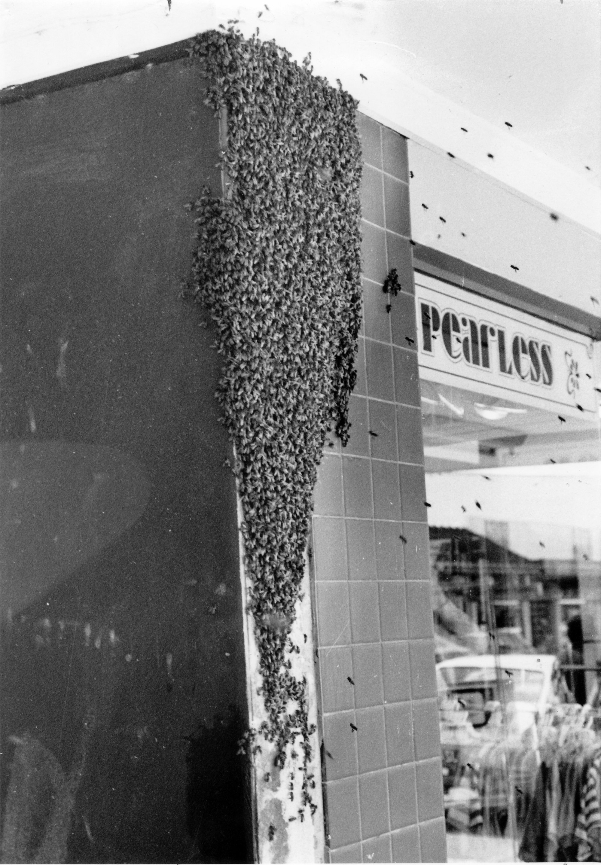 Bees swarming at Ian Pearless menswear, Main Street.