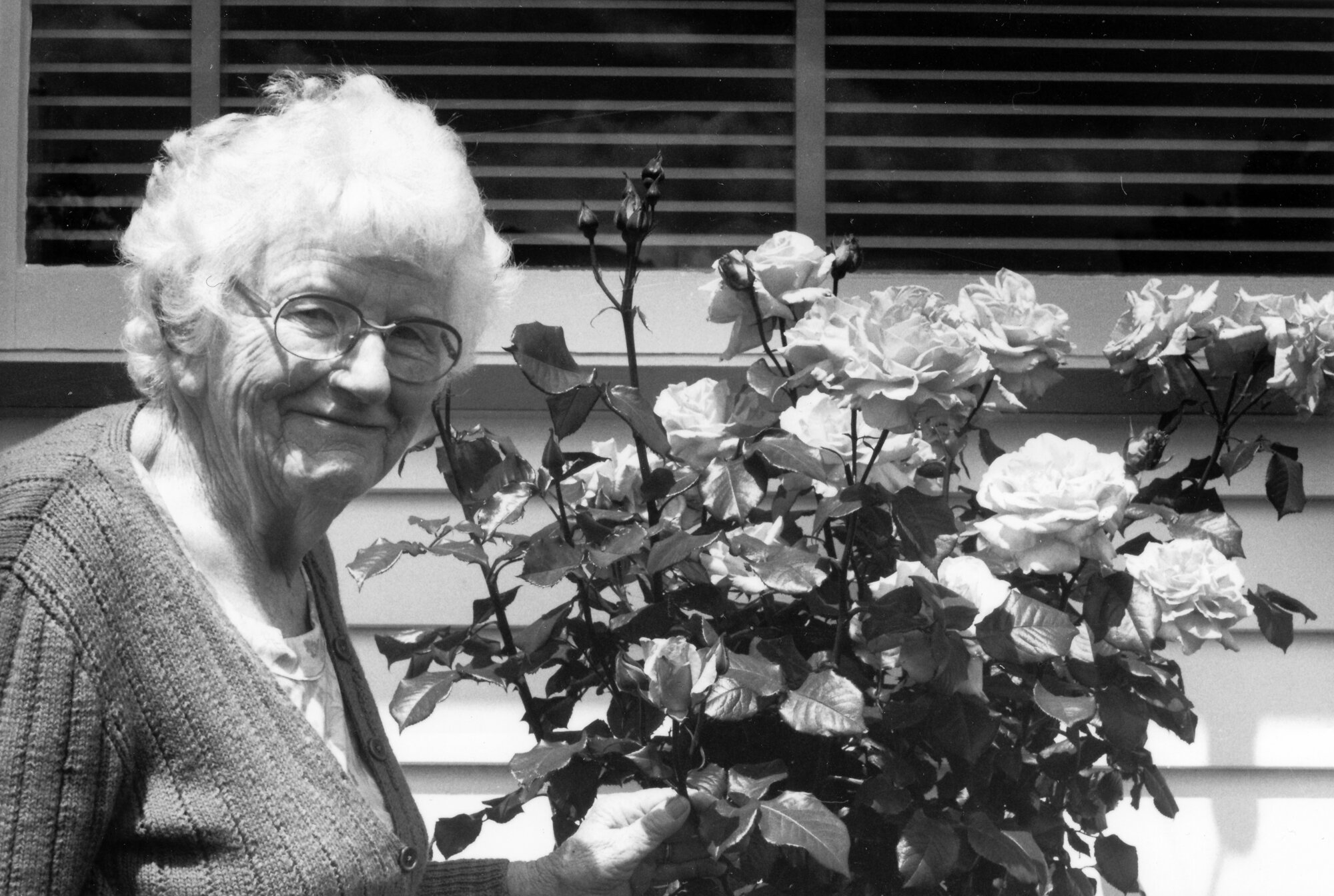 Mrs Win Latham, with roses like those in the November 28-29 rose show ...