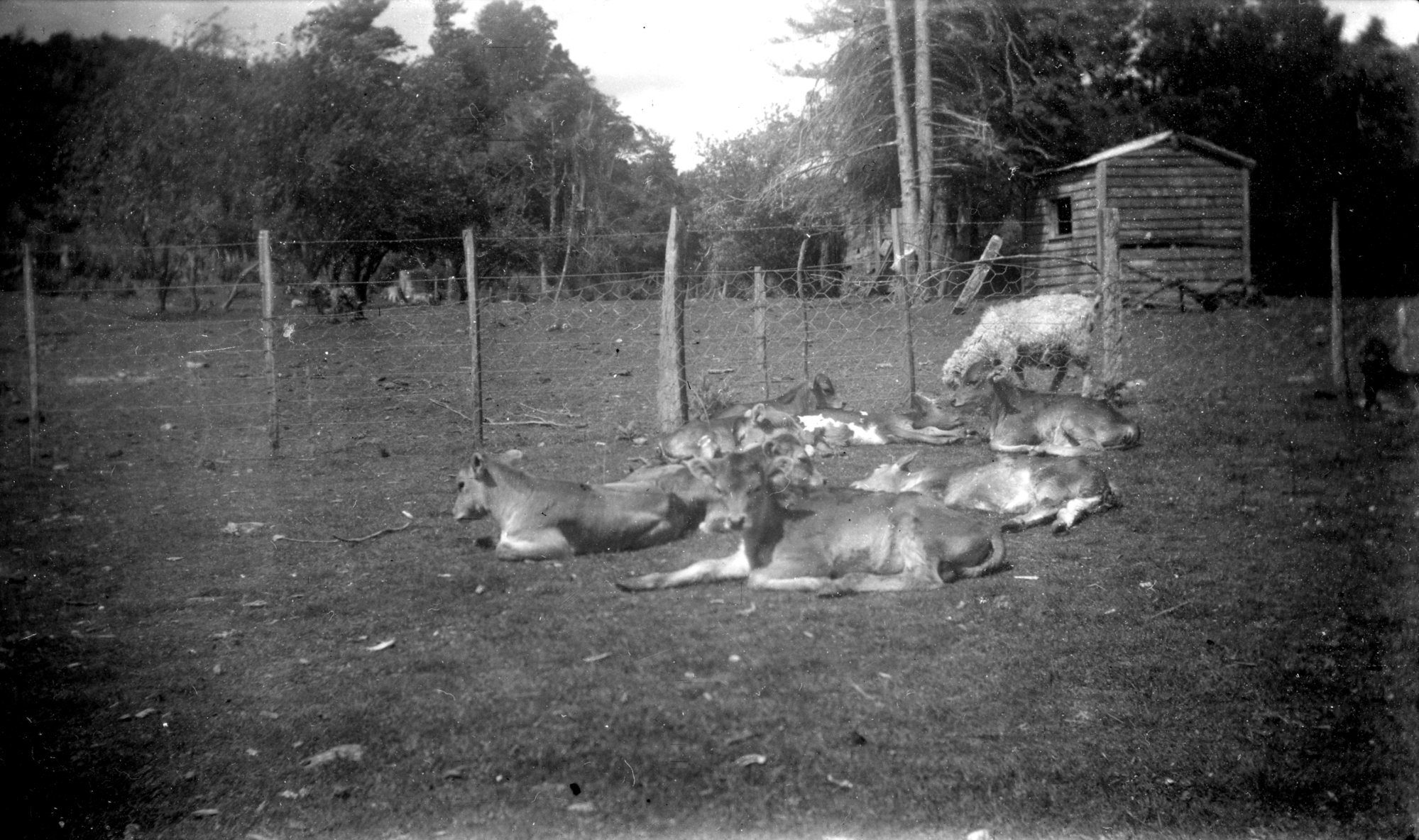 Bonnie Glen; The Hayshed and Depleted Orchard; 1935