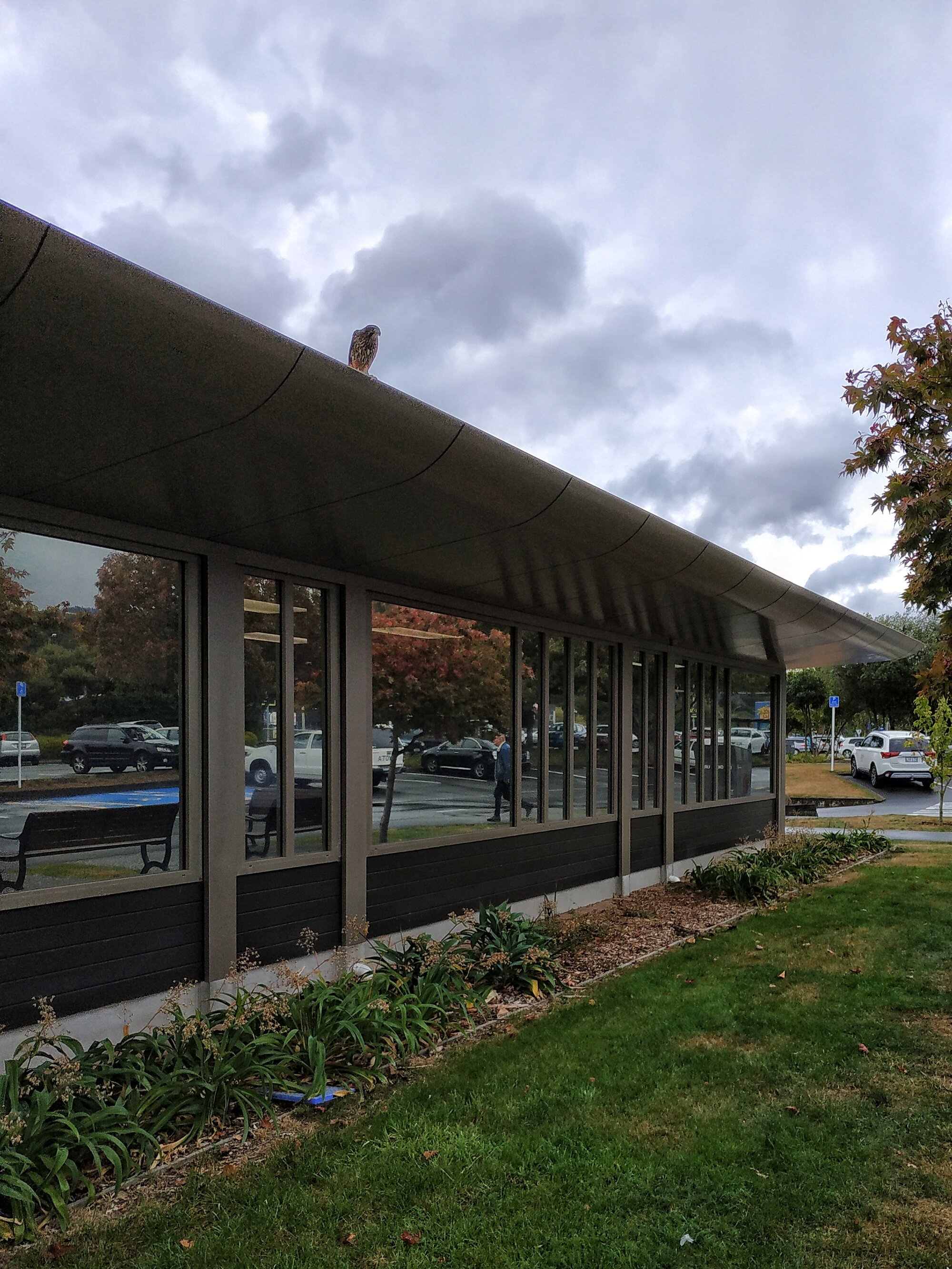 Kārearea, Upper Hutt City Library