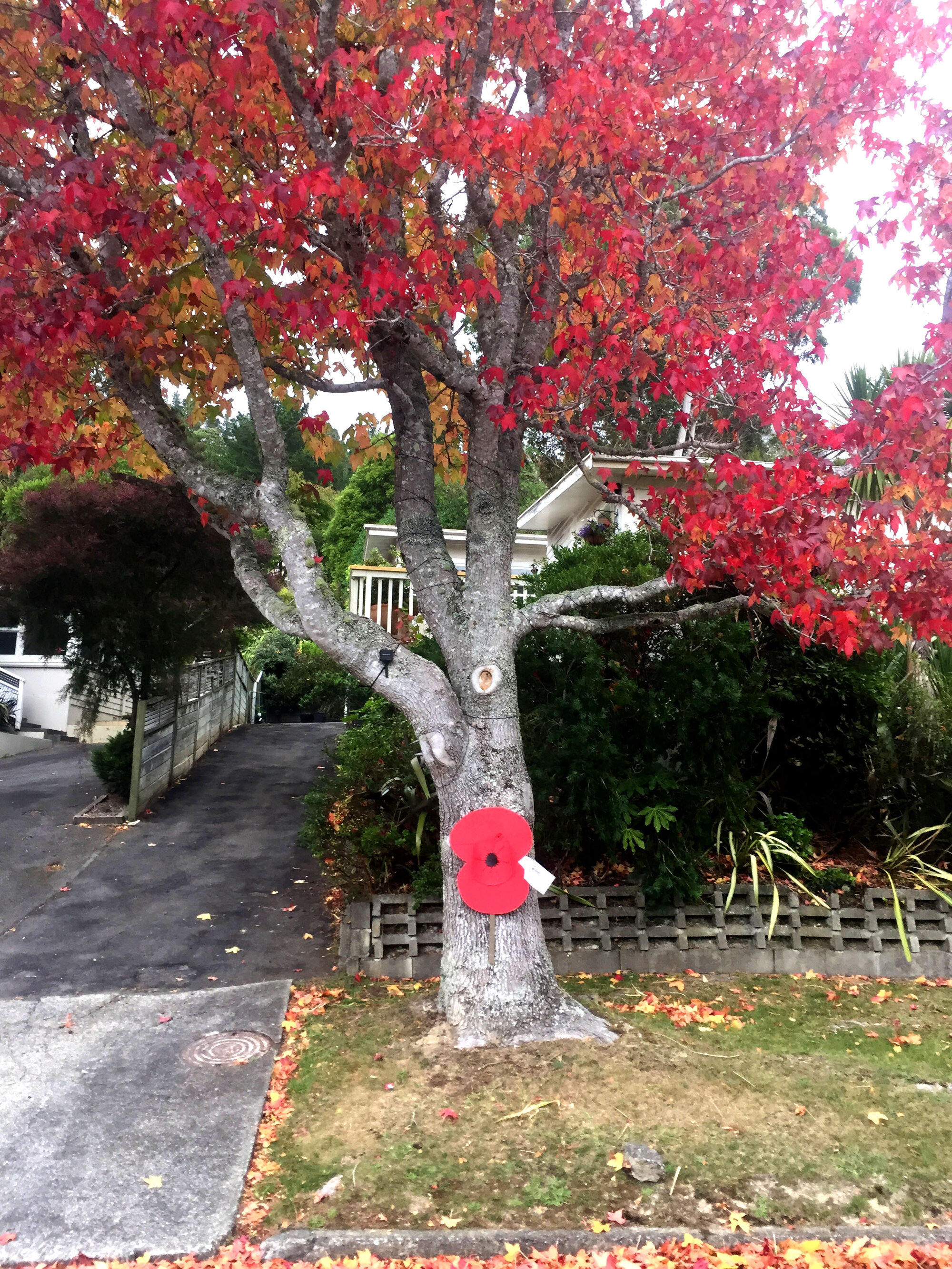 Poppy on tree tribute, Pinehaven, Anzac Day 2020