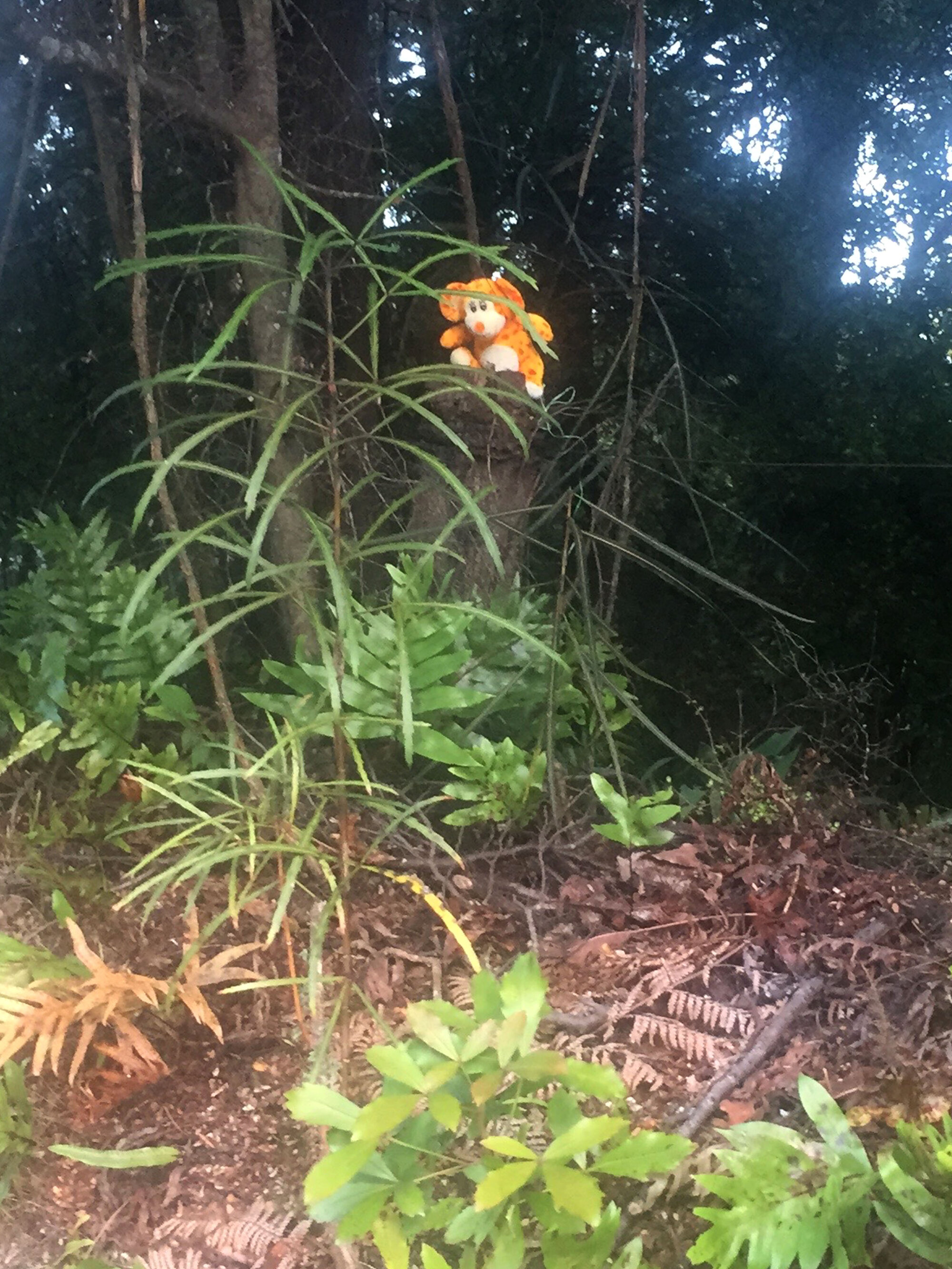 Stuffed toy in street-side bushes, Silverstream