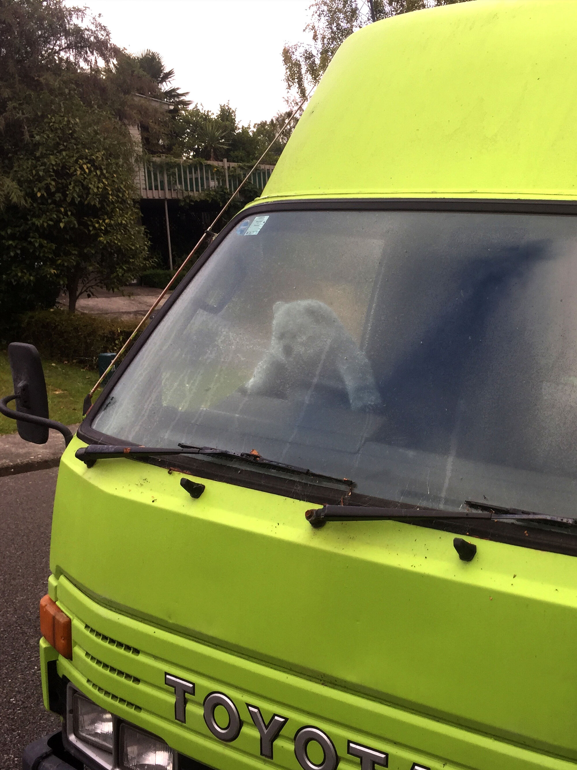 Teddy Bear in van, Pinehaven