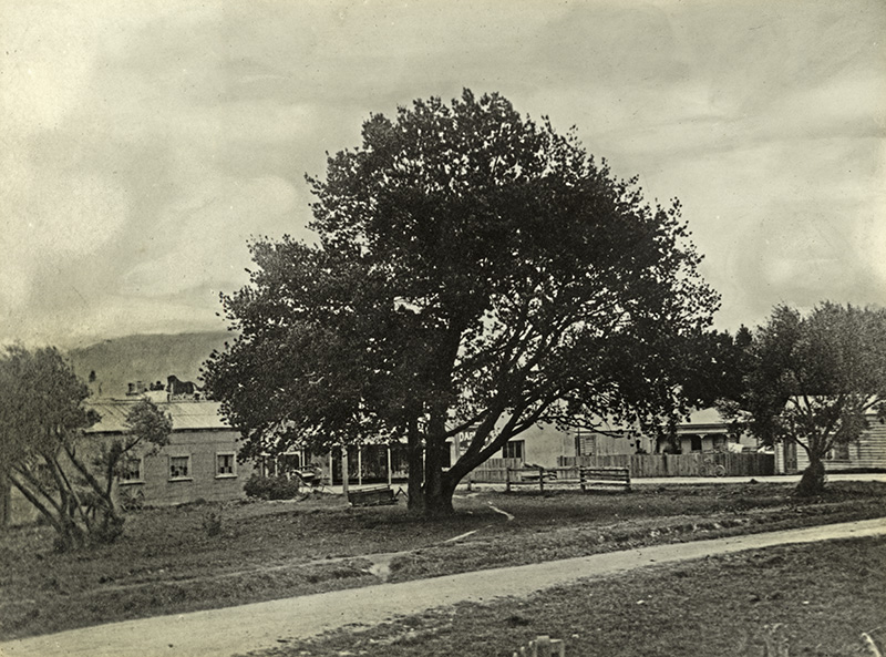 Oak tree; corner Main Road and Russell Street, Upper Hutt.