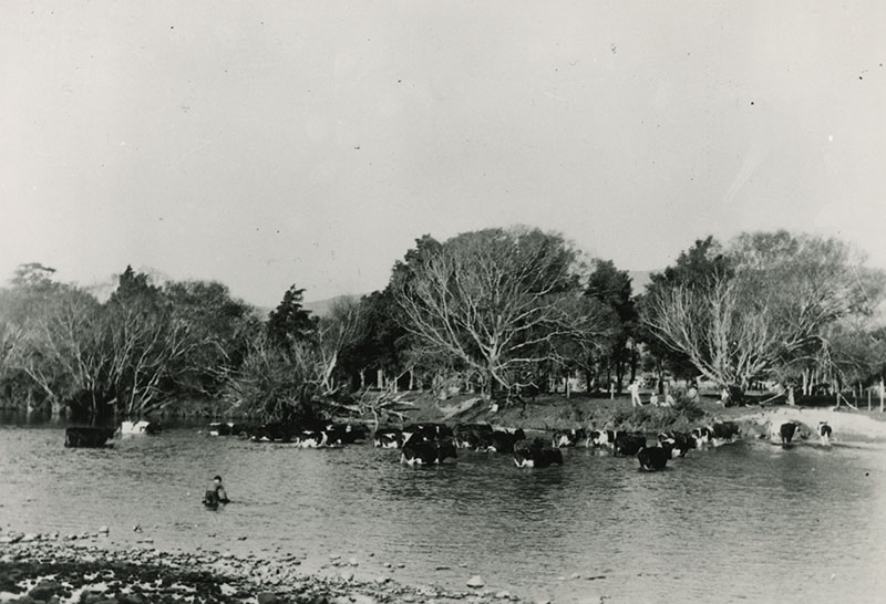 Cattle in Te Awa Kairangi / Hutt River. 