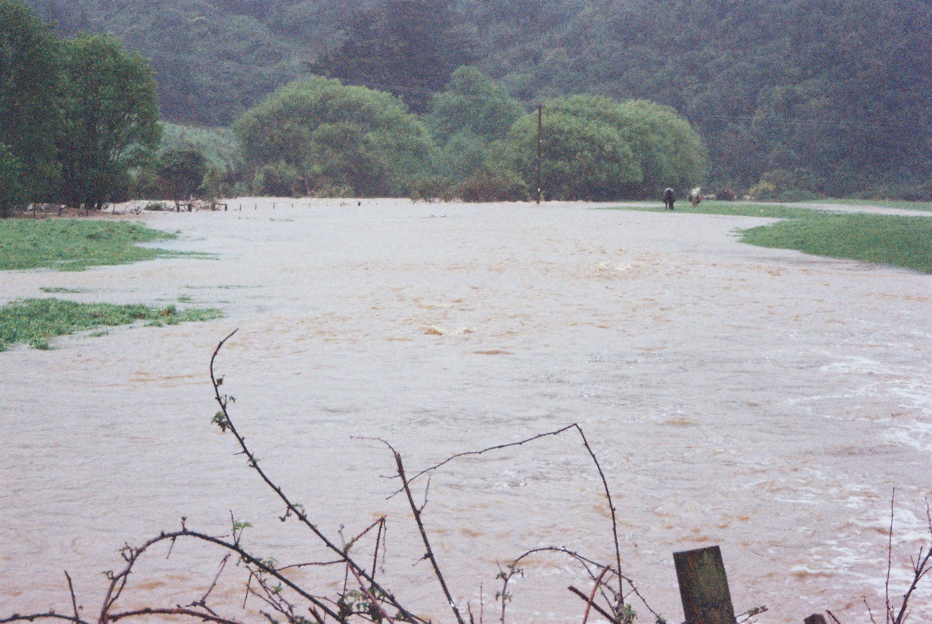 Flood, Karapoti; marooned horses at right; taken from the river bank, looking down-stream.