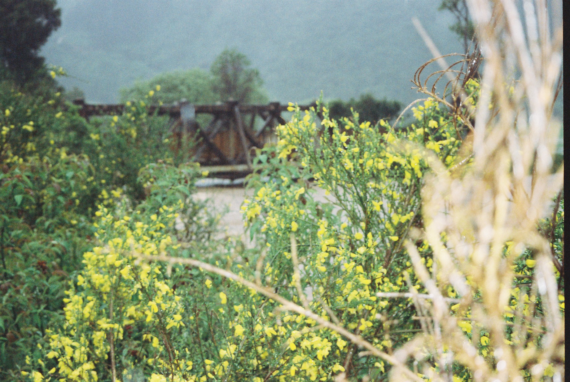 Flood, Karapoti; flowers and trestle bridge, seen from upstream.
