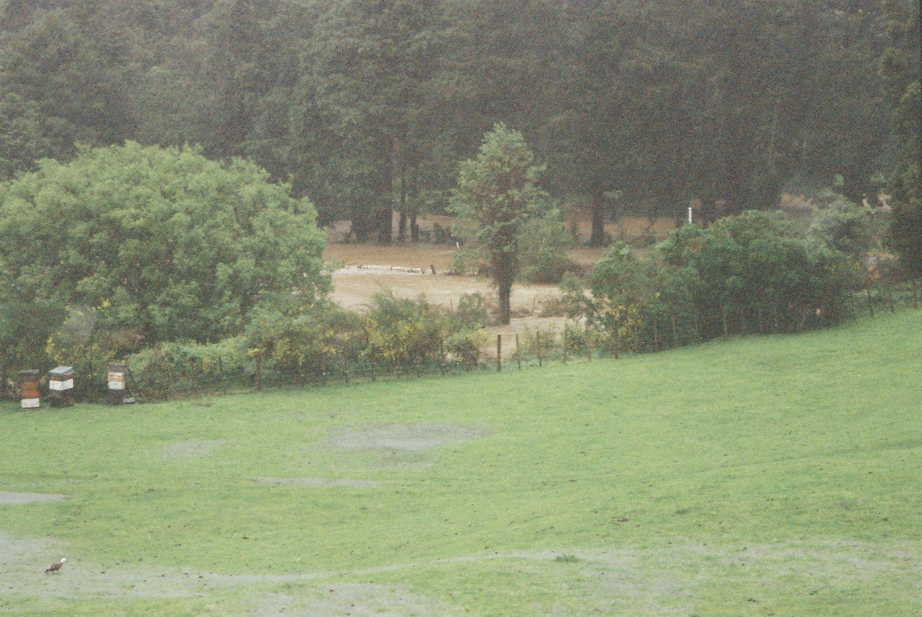 Flood, Karapoti; water crossing the road; river hidden by bank.