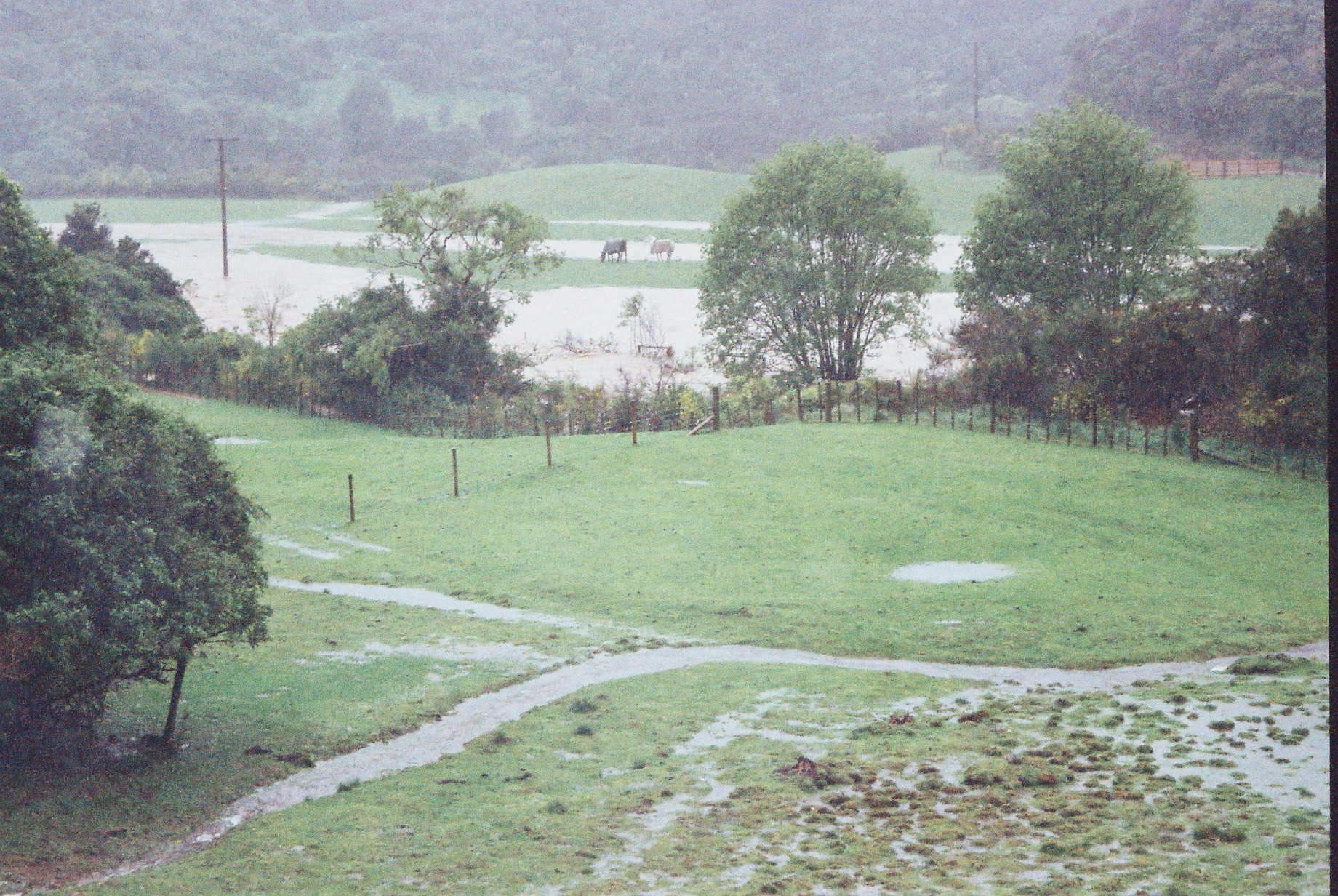 Flood, Karapoti; marooned horses at end of island.