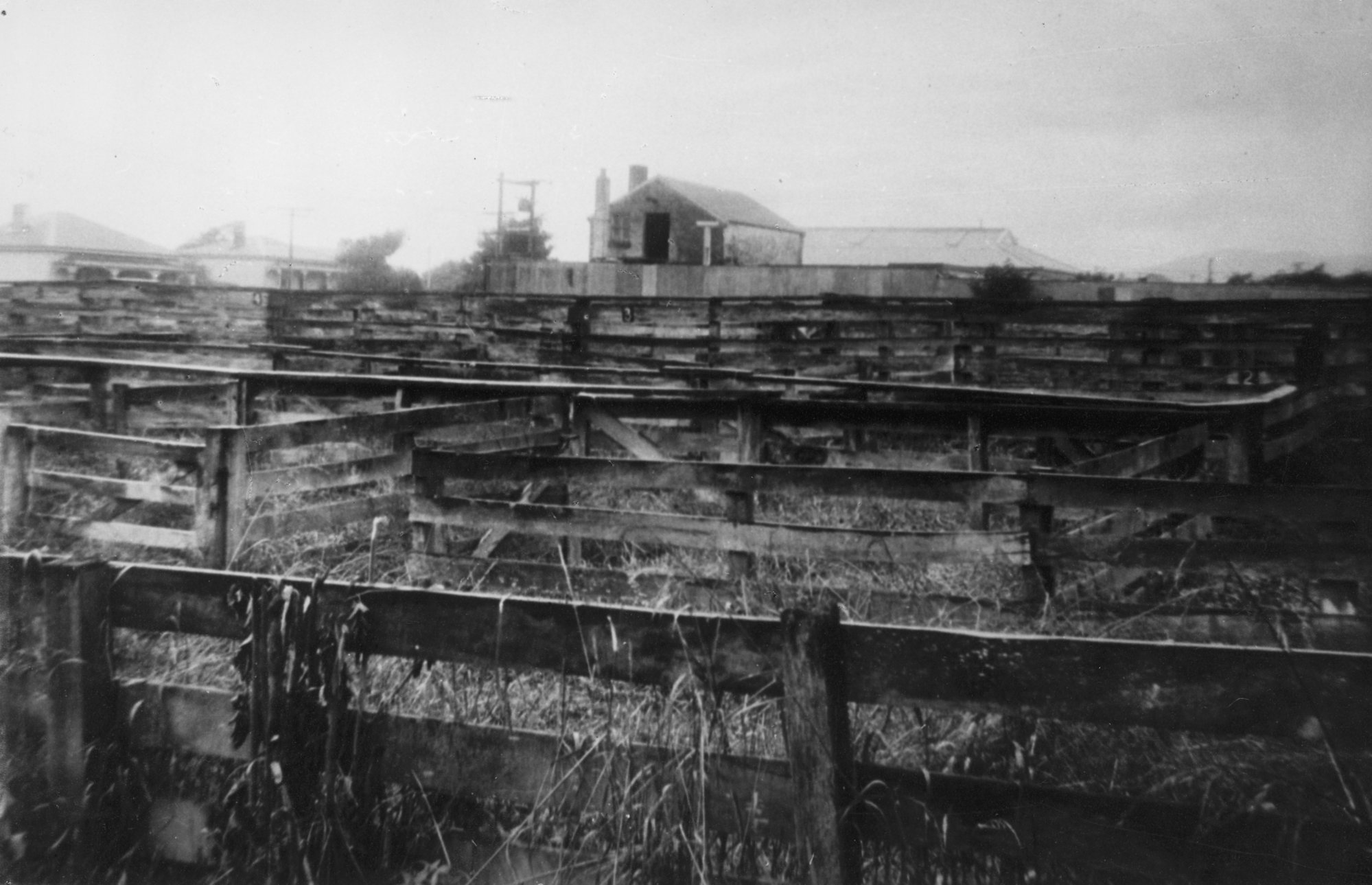 Queen Street saleyards and weeds; Hazelwoods bake house.