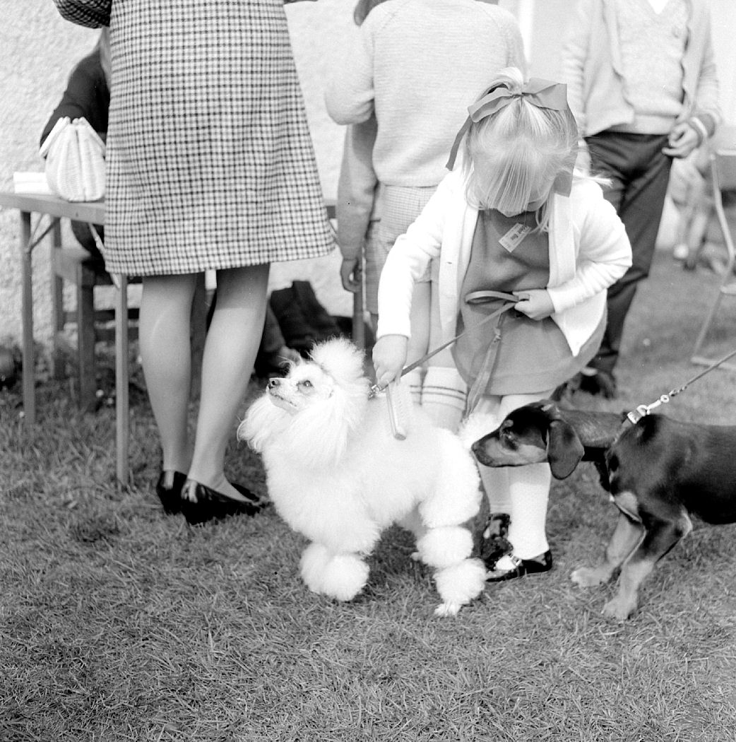 Animal Rescue Dog Show.