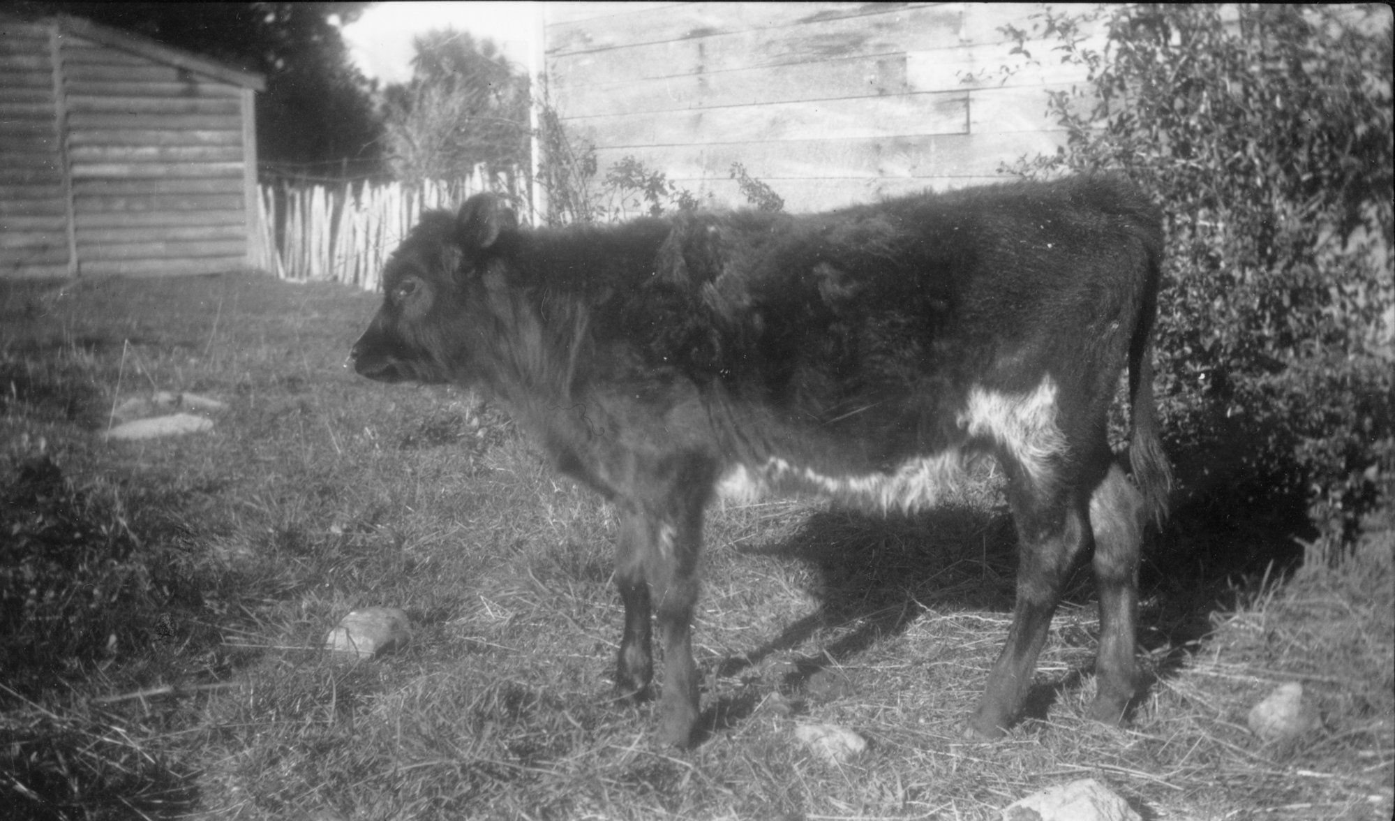 Bonnie Glen; calf in front of McCurdy's workshop shed.