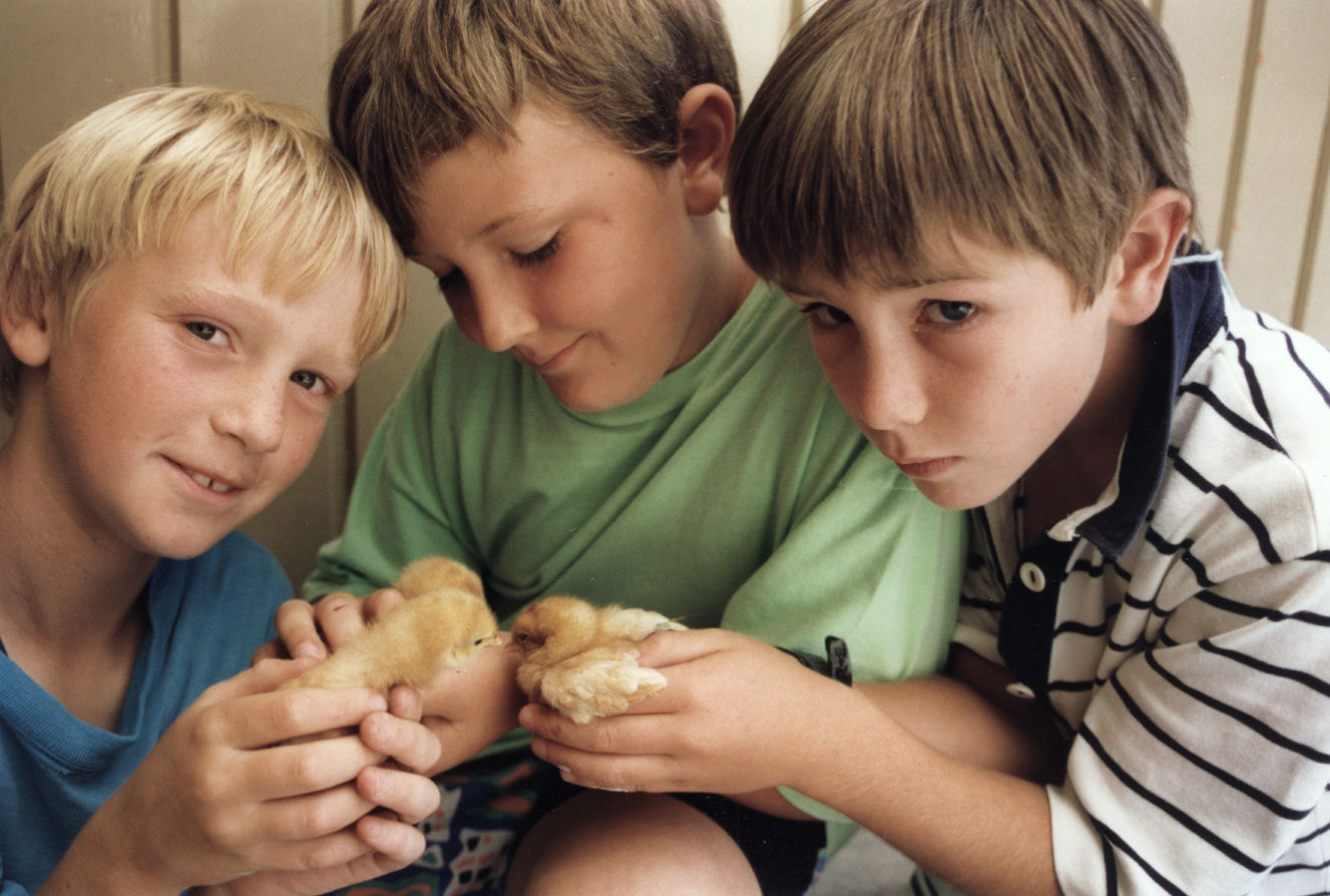 Pinehaven School; traditional hatching of chicks as pets; Gregory Skelton, Robert Apperley, William Thomson.