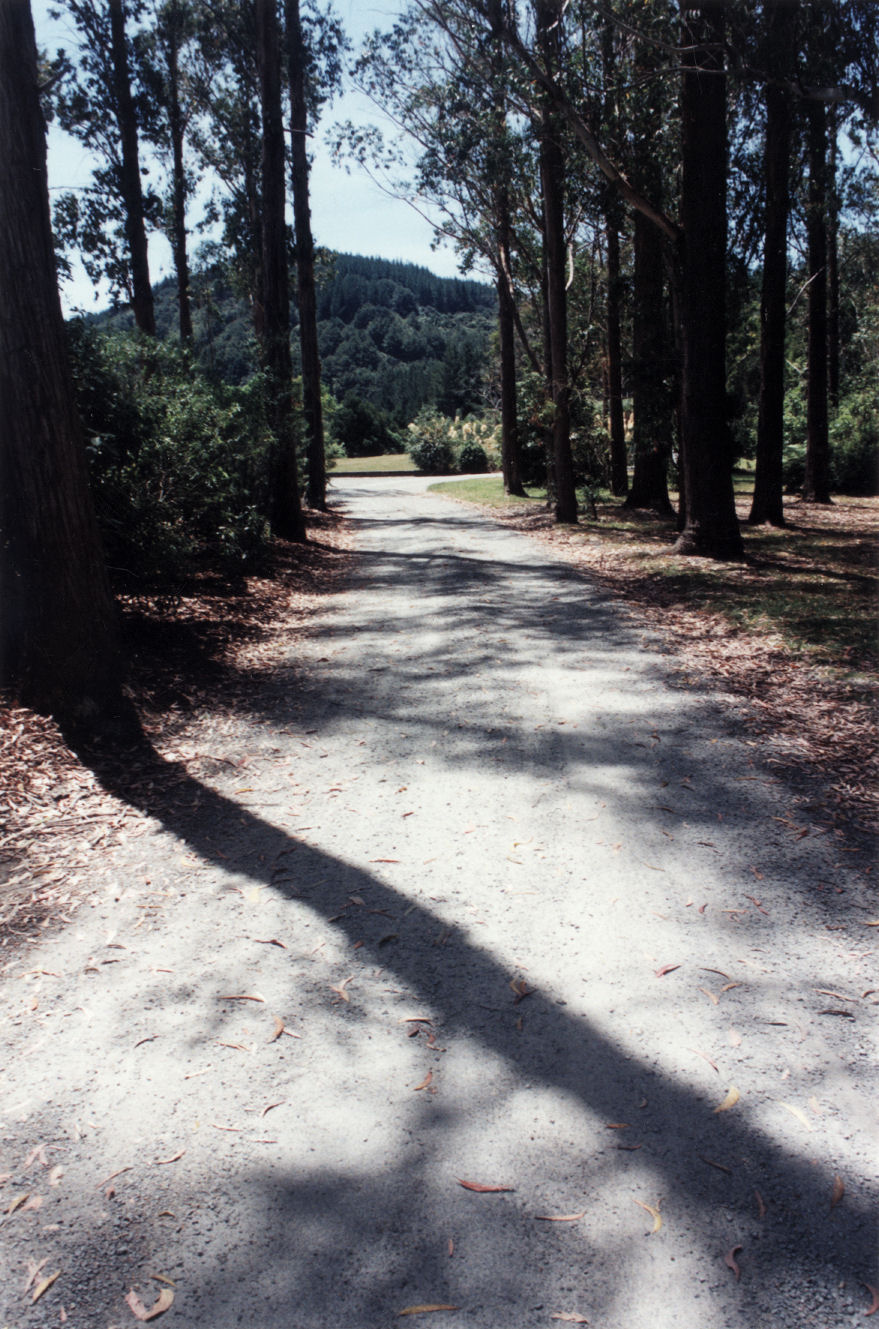 Tunnel Gully, at the head of Plateau Road, Te Marua.