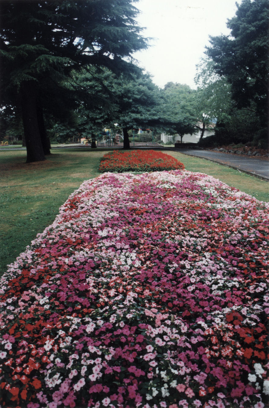 Maidstone Park; flower beds.