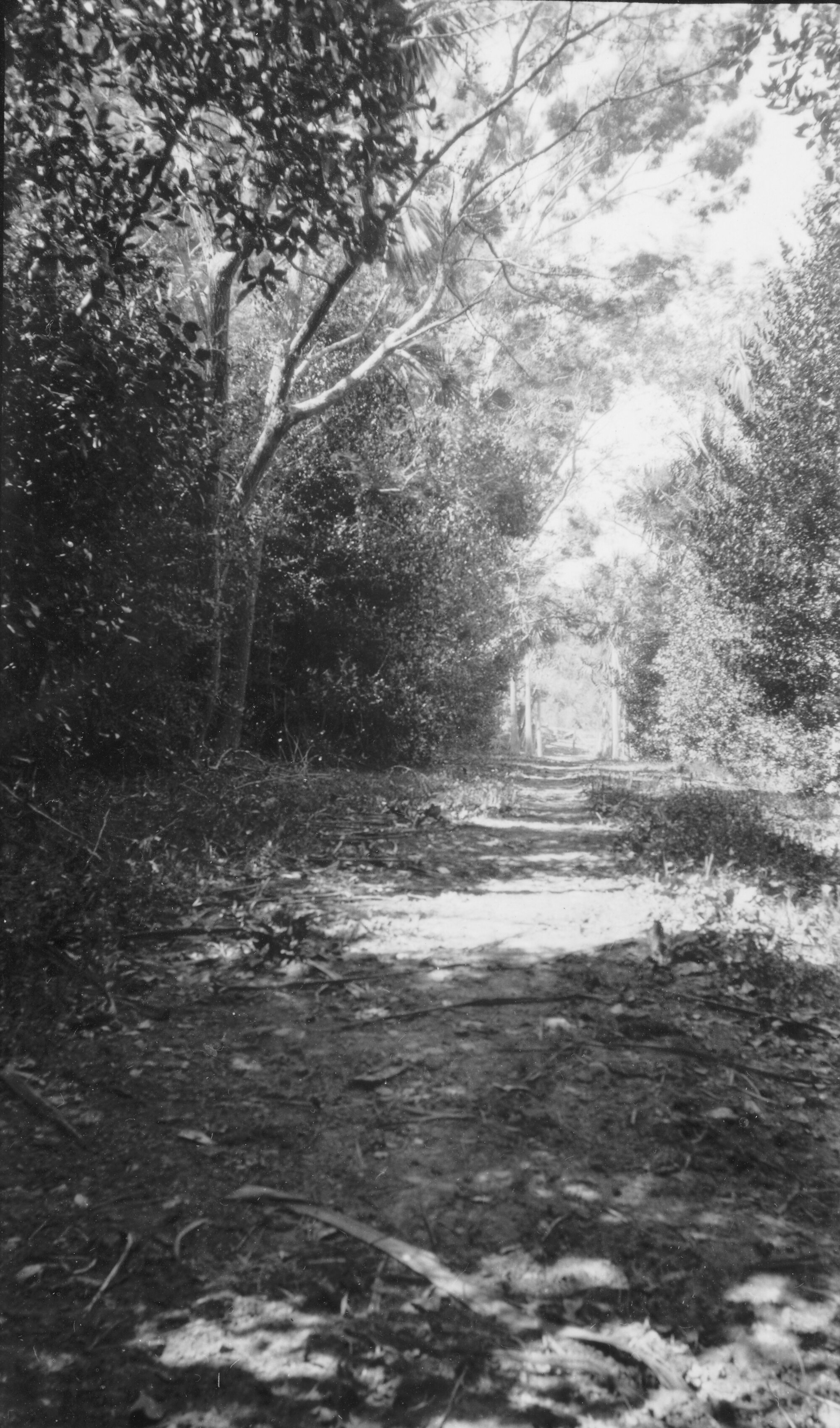 Bonnie Glen; looking north-east up the avenue.