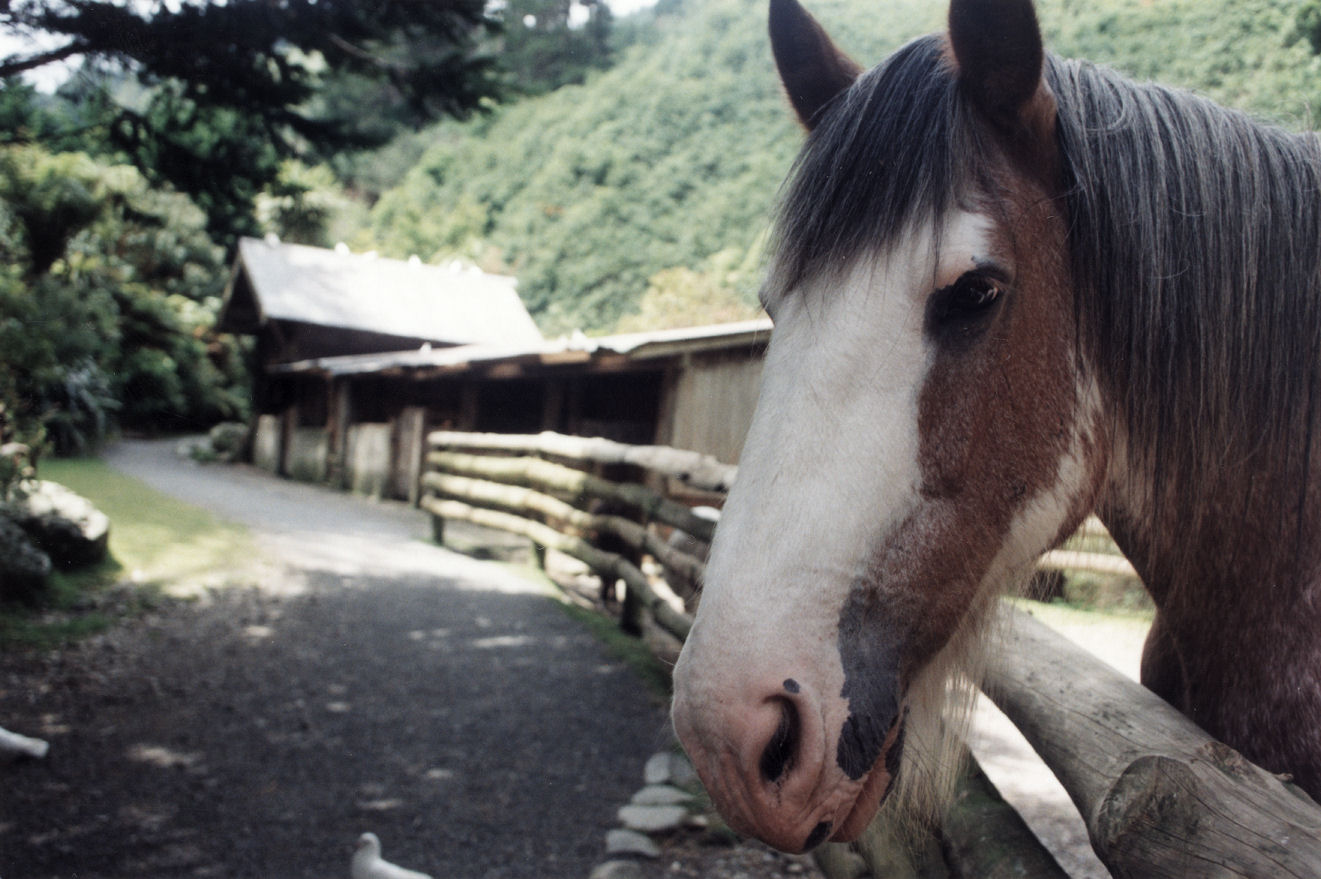 Akatarawa Adventures advertorial; Staglands wildlife reserve; Bob the Clydesdale.