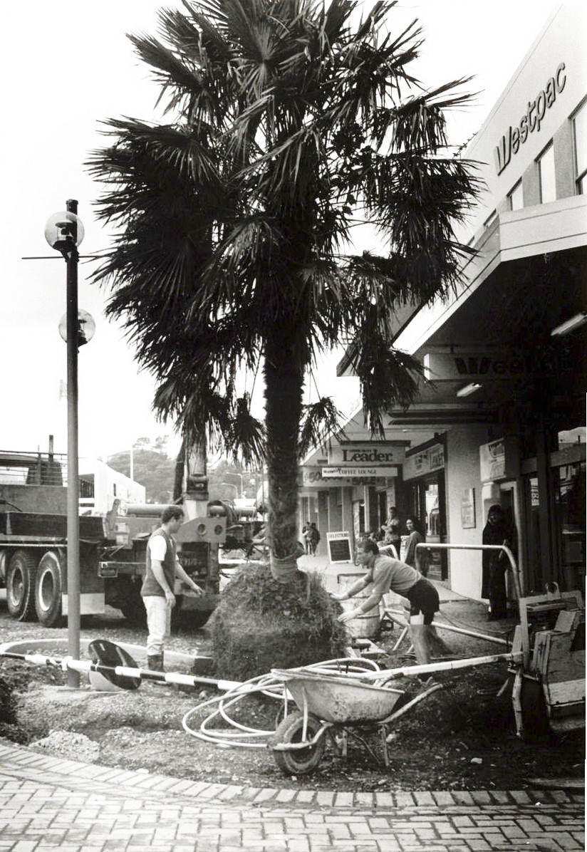 Main Street; fan palm tree planted.