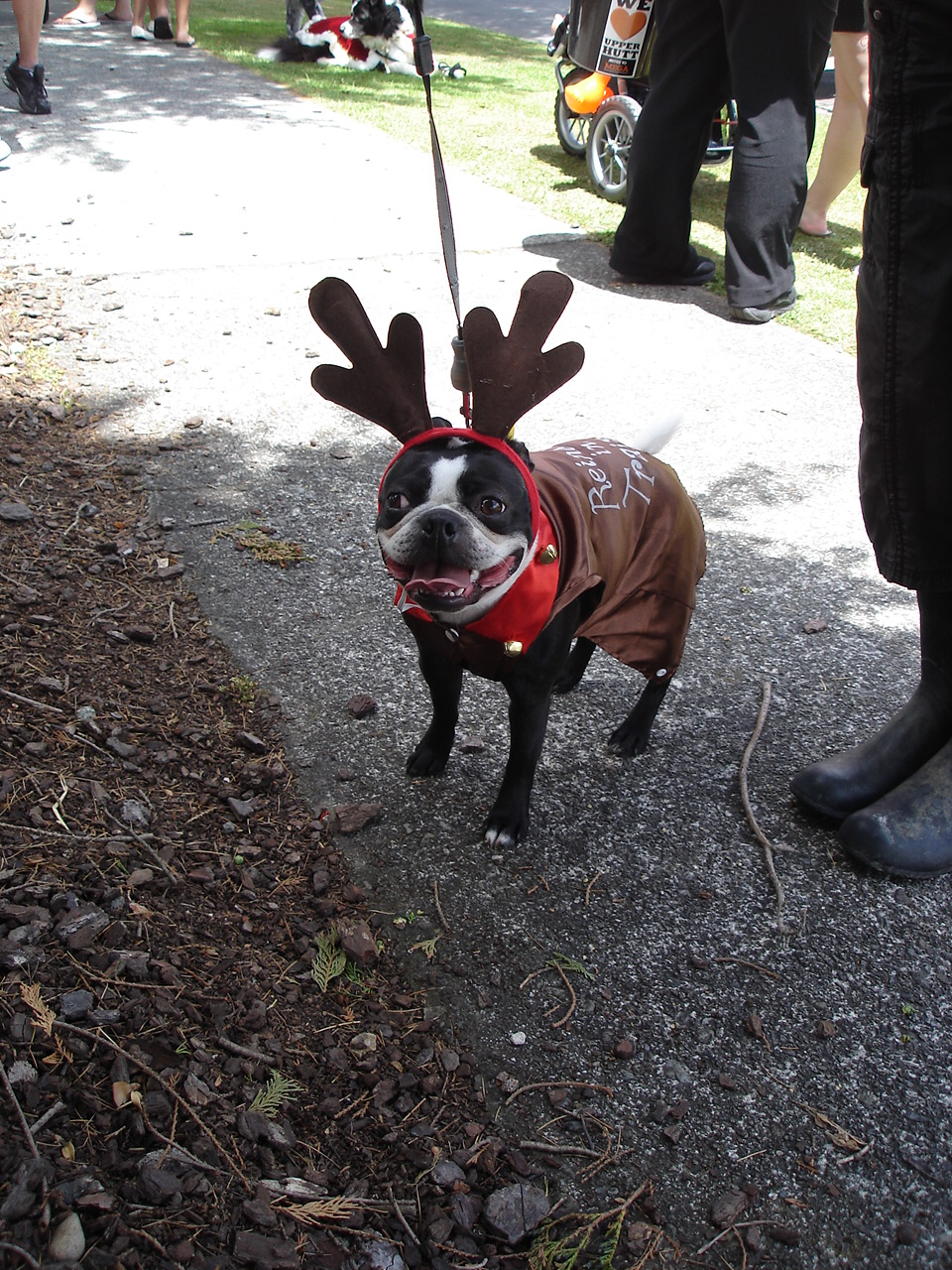 Christmas parade 2011
