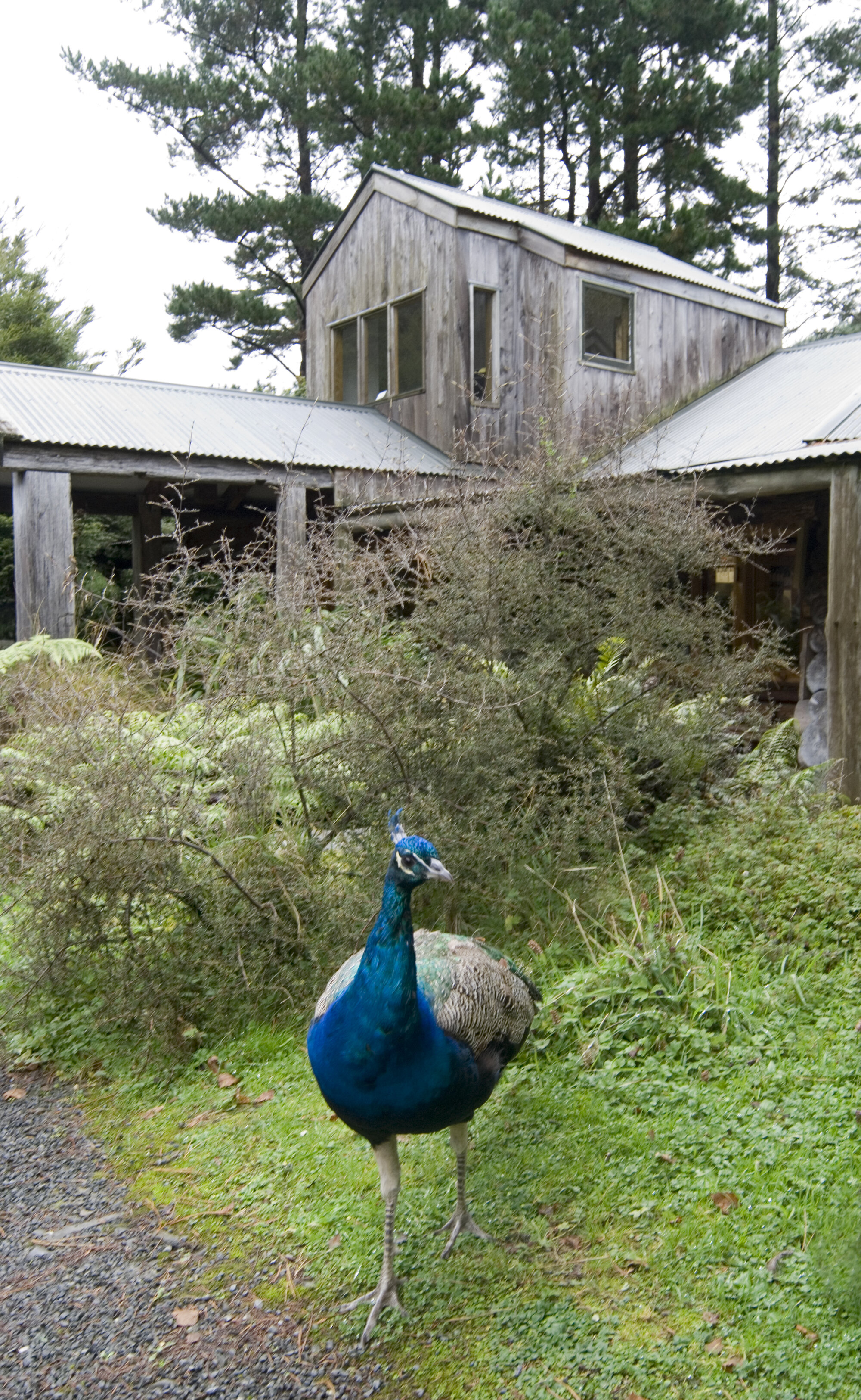 Staglands 1