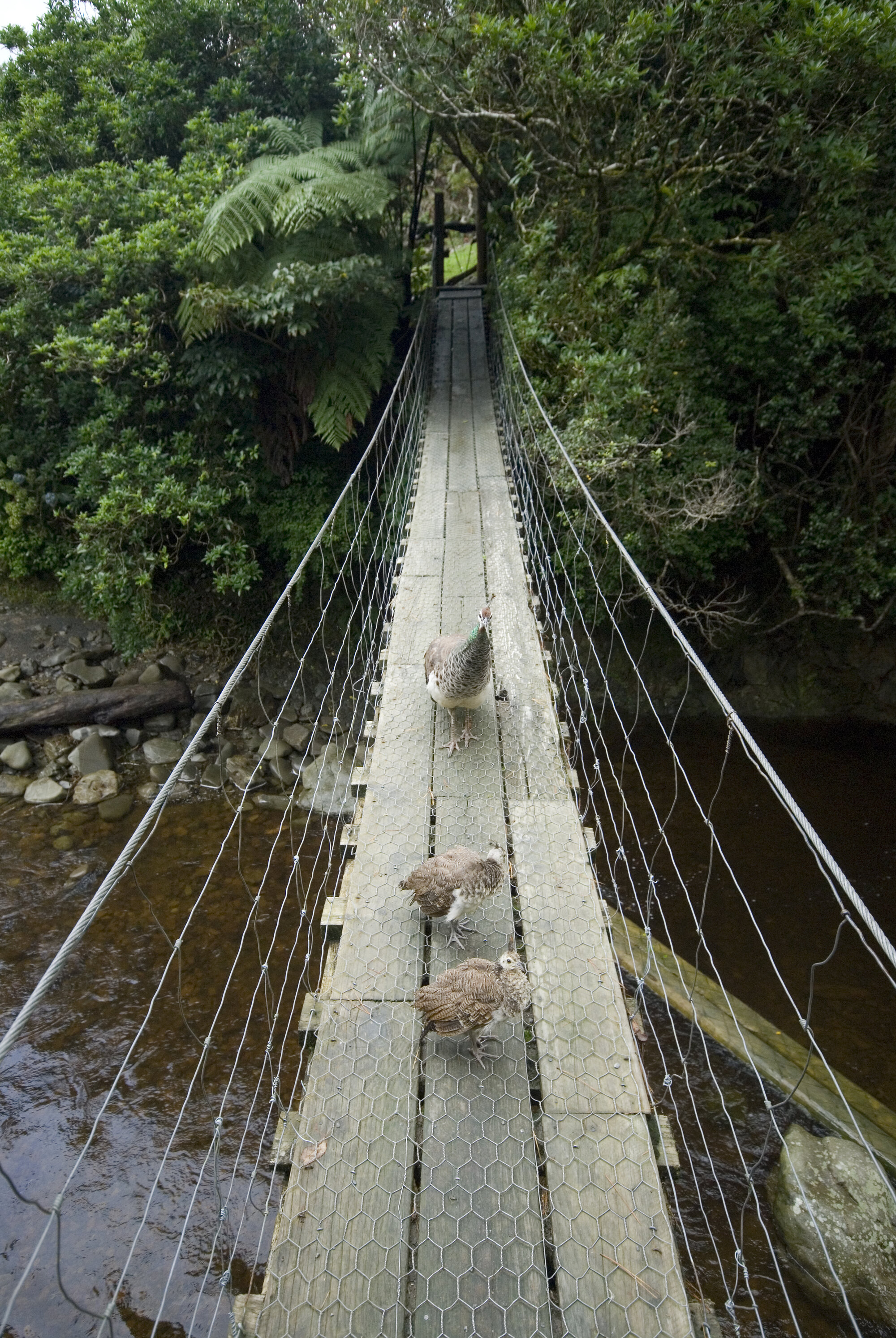 Staglands Suspension Bridge