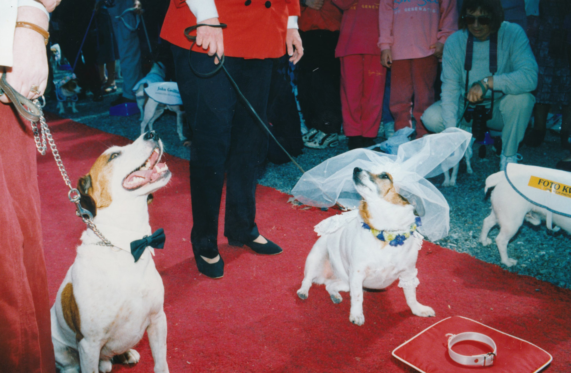 Tessa and Jack's wedding 15; with this collar, I thee wed?