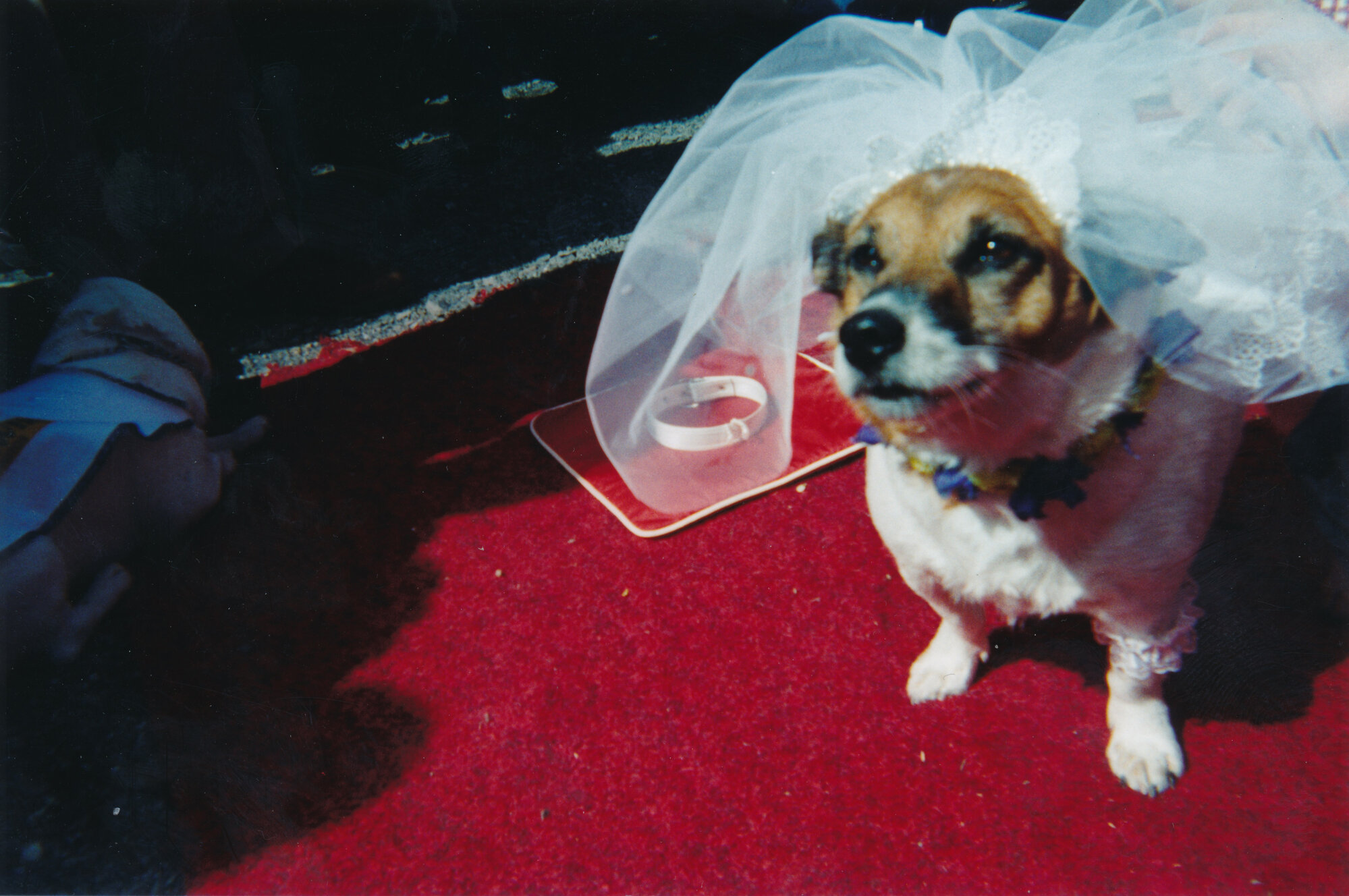 Tessa and Jack's wedding 12; the bride