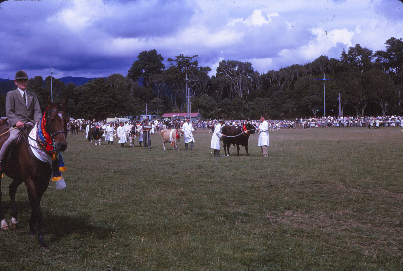 A &amp; P Show; cattle competition