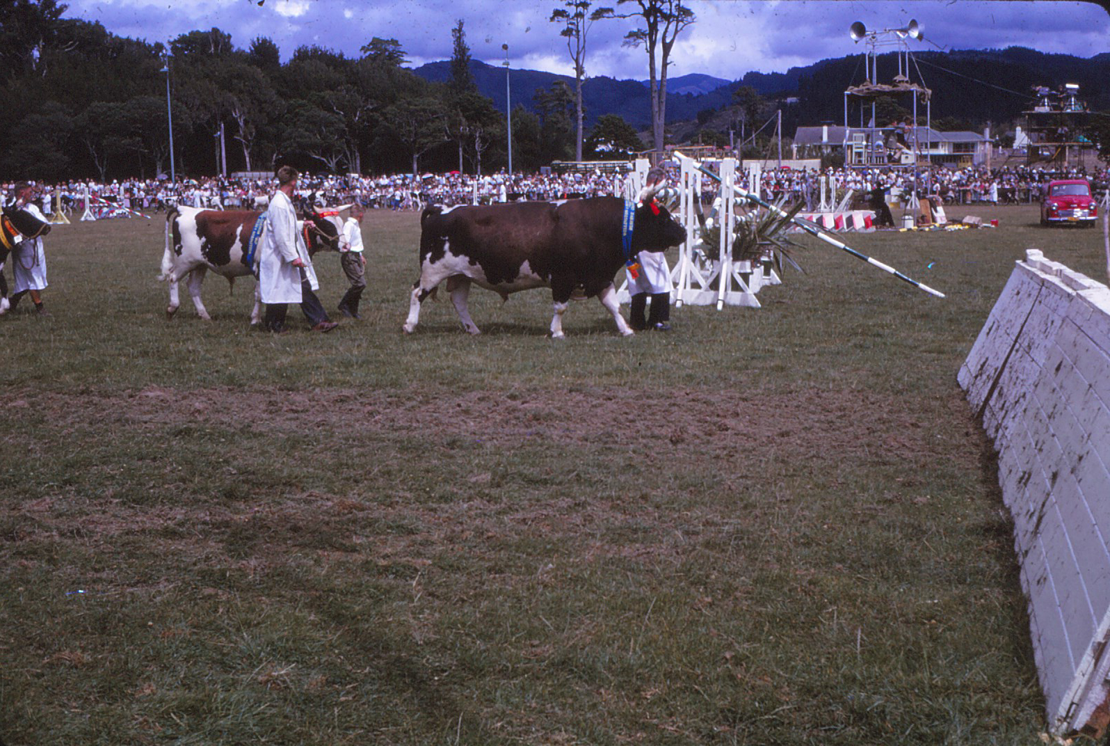 A &amp; P Show; cattle competition