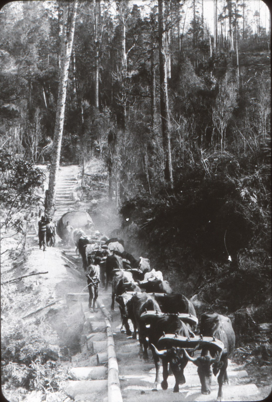 Timber industry; bullock team in action