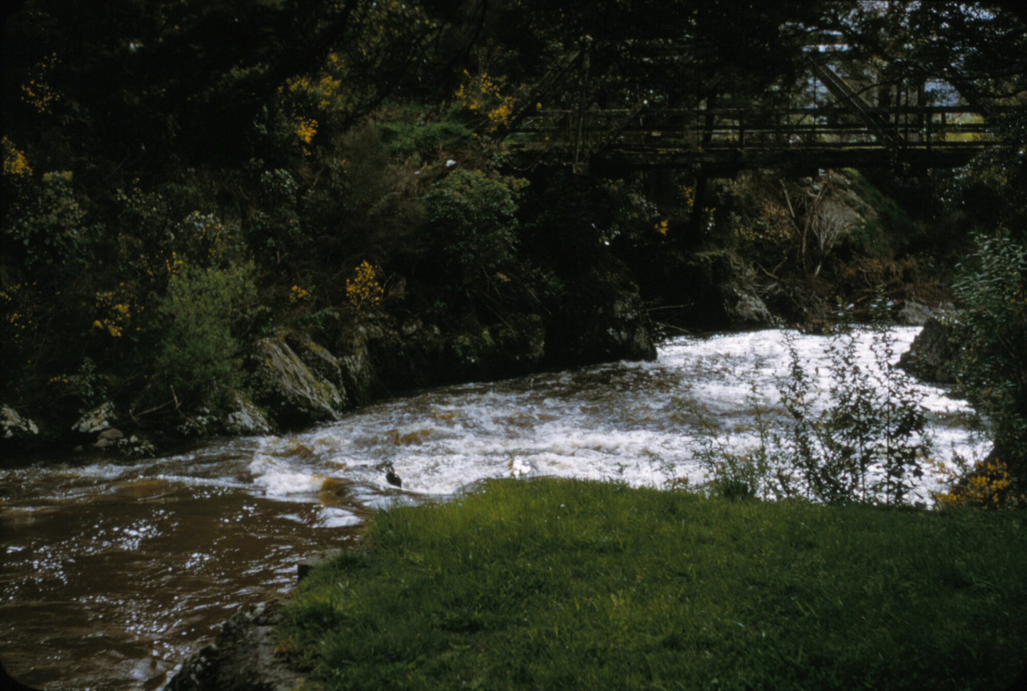 Bridge, Beechwood Lane, Te Marua.