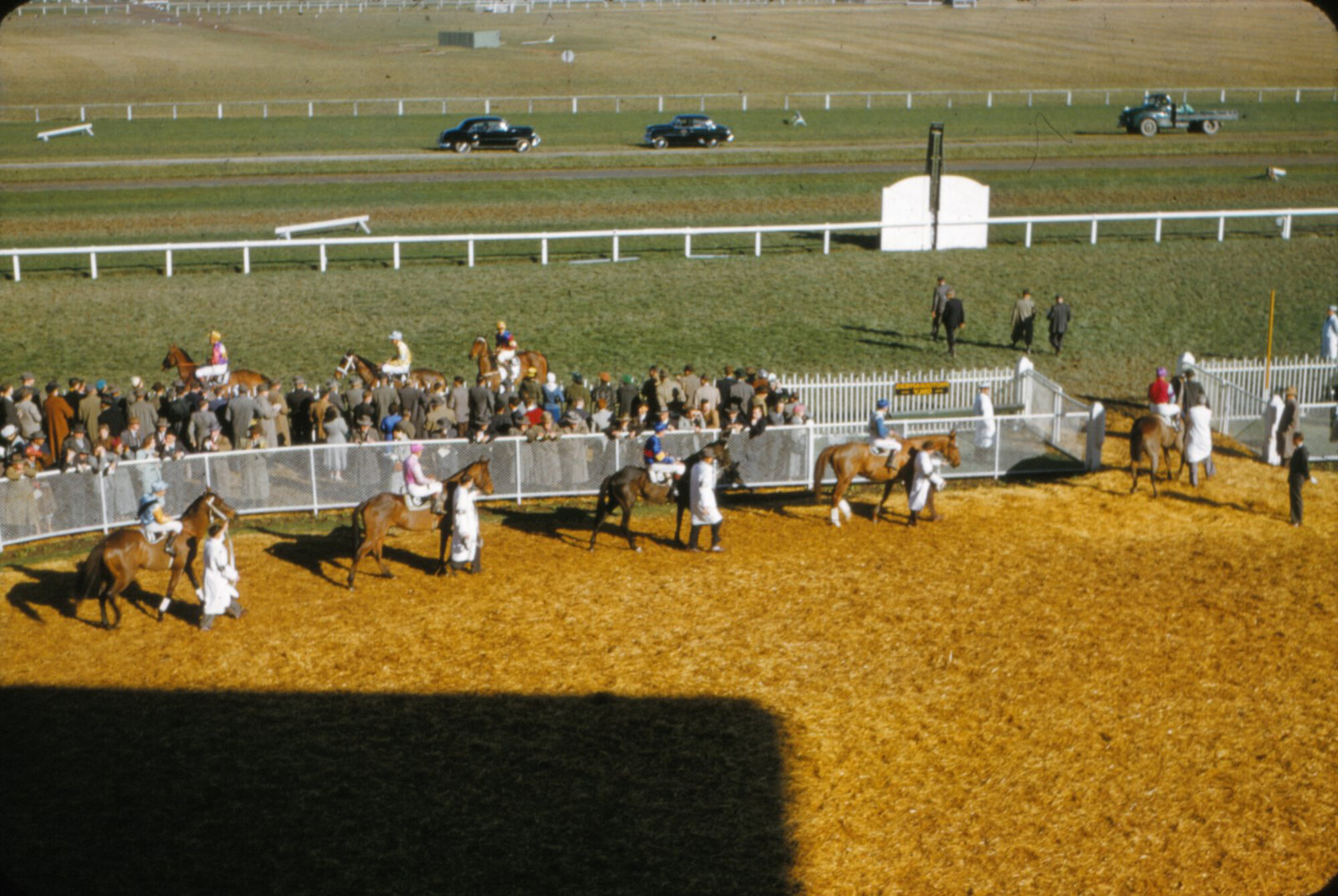 Trentham racecourse; Wellington Cup field?