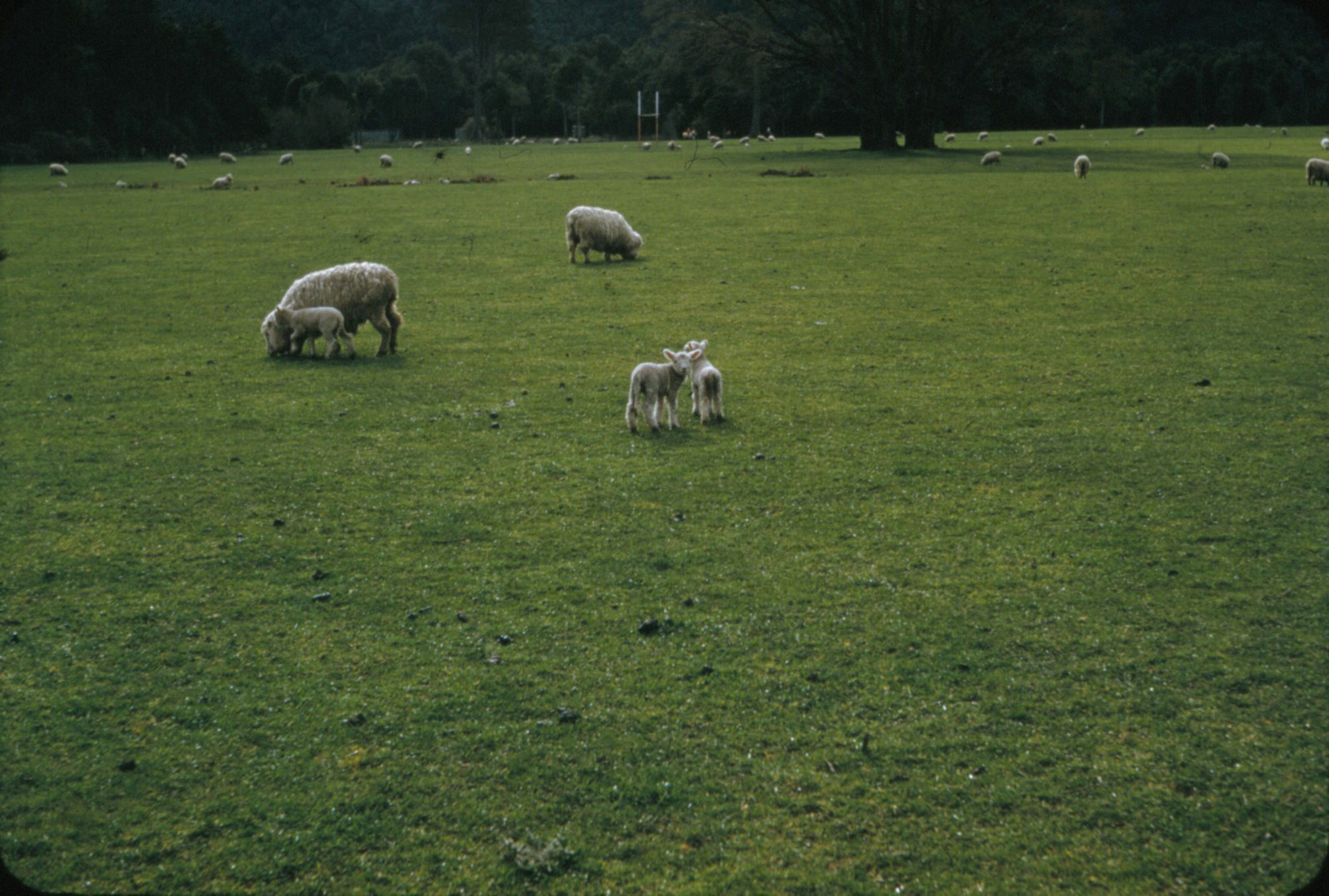 Lidgett sheep; lambs 