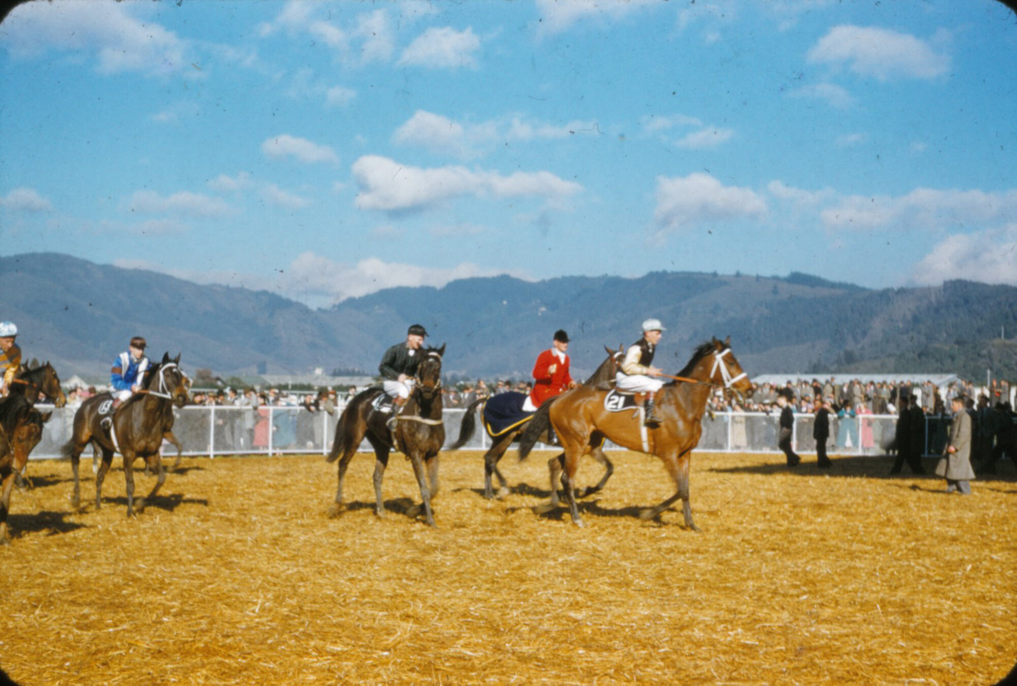 Trentham racecourse; birdcage; Defaulter, Wellington Cup winner, 1956?
