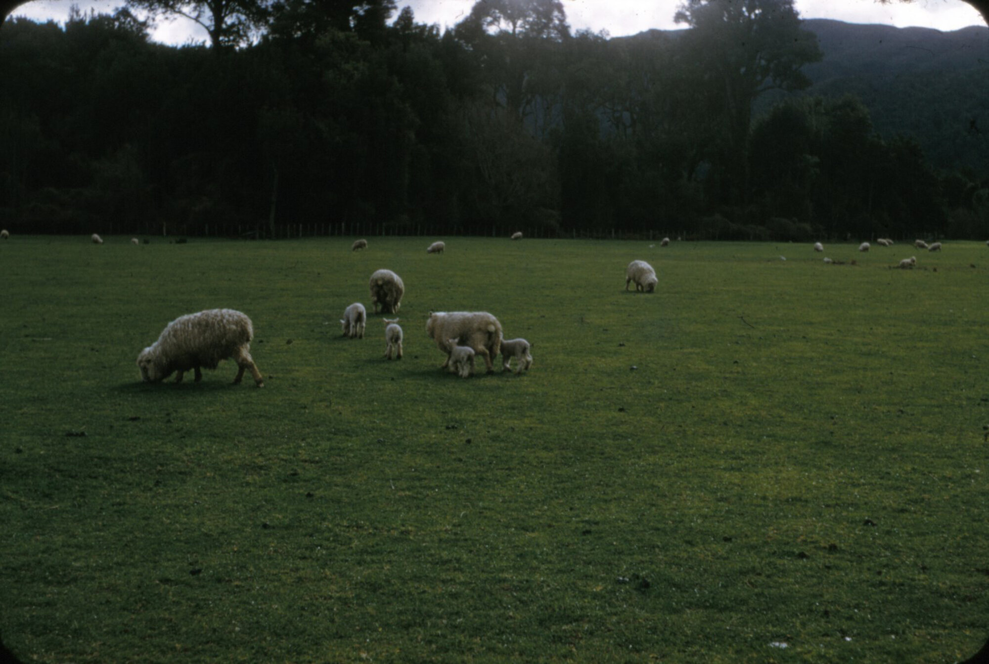 Lidgett sheep, Brentwood; lambs 