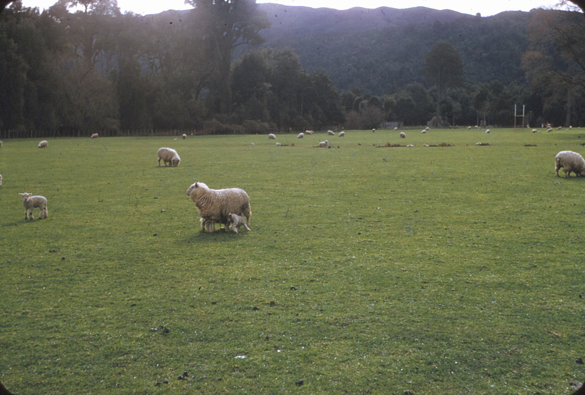 Lidgett sheep, Brentwood; Winkie Milk