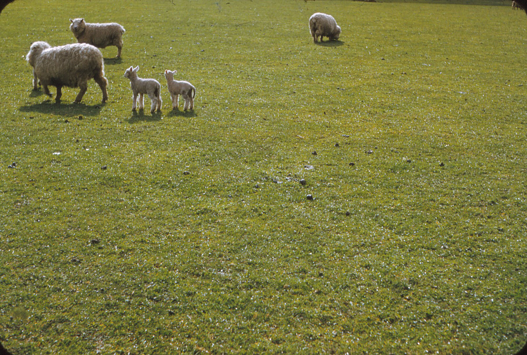 Lidgett sheep, Brentwood; twin lambs, 