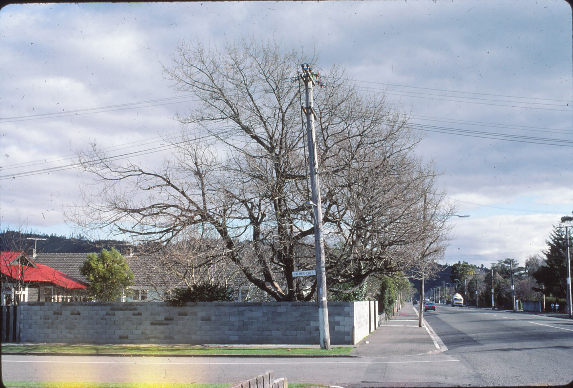 Oak tree on Palmer Crescent; Circa 1980s