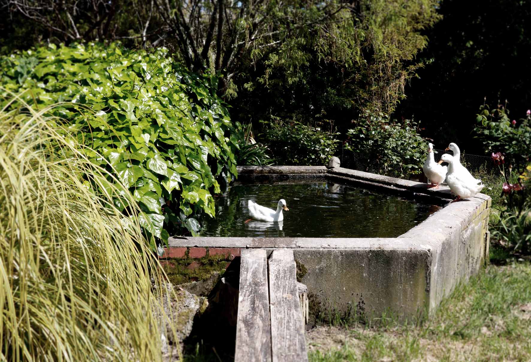Birch Hill 2017; fountain with ducks