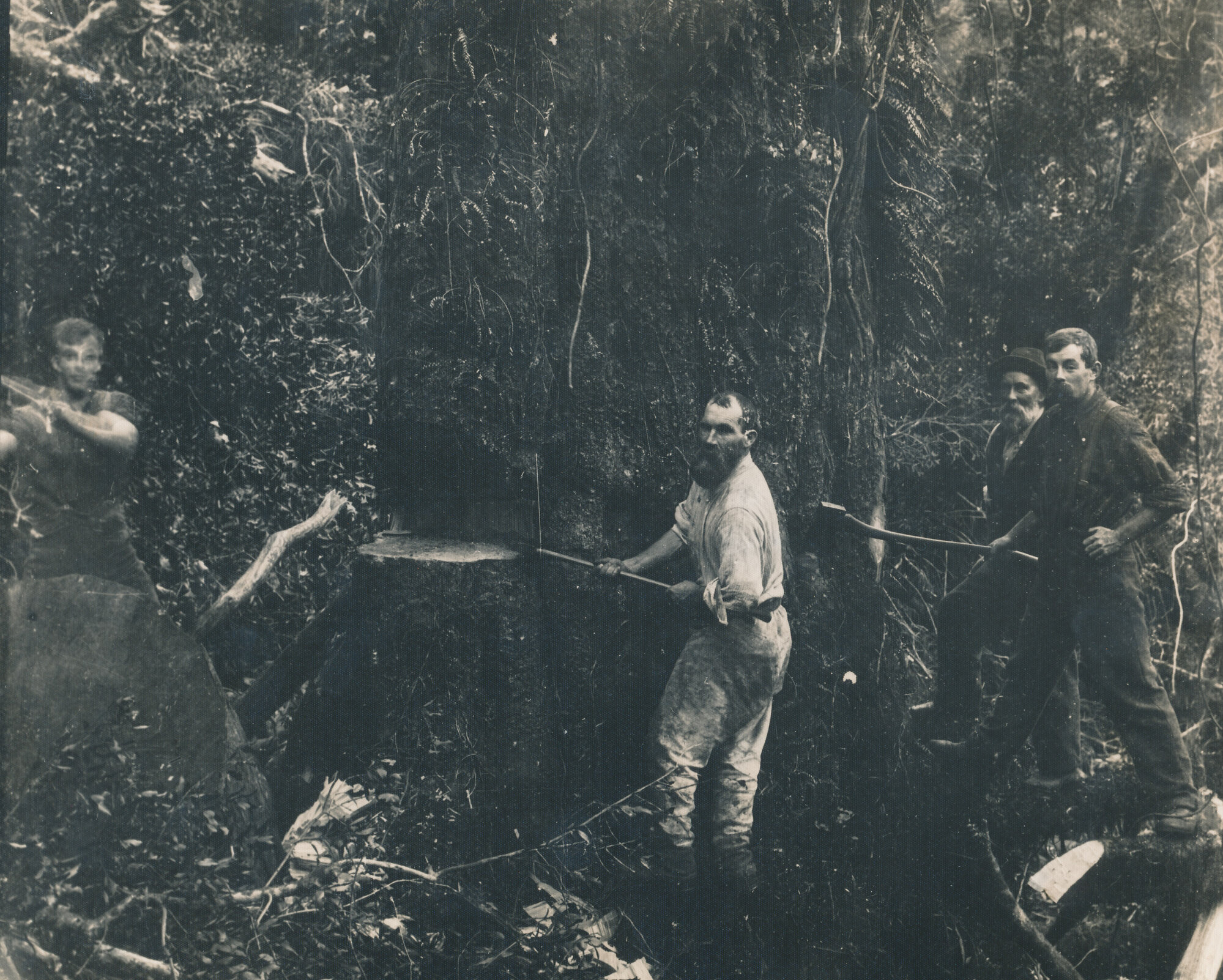 Timber industry; men felling a tree in Whitemans Valley; circa 1900s